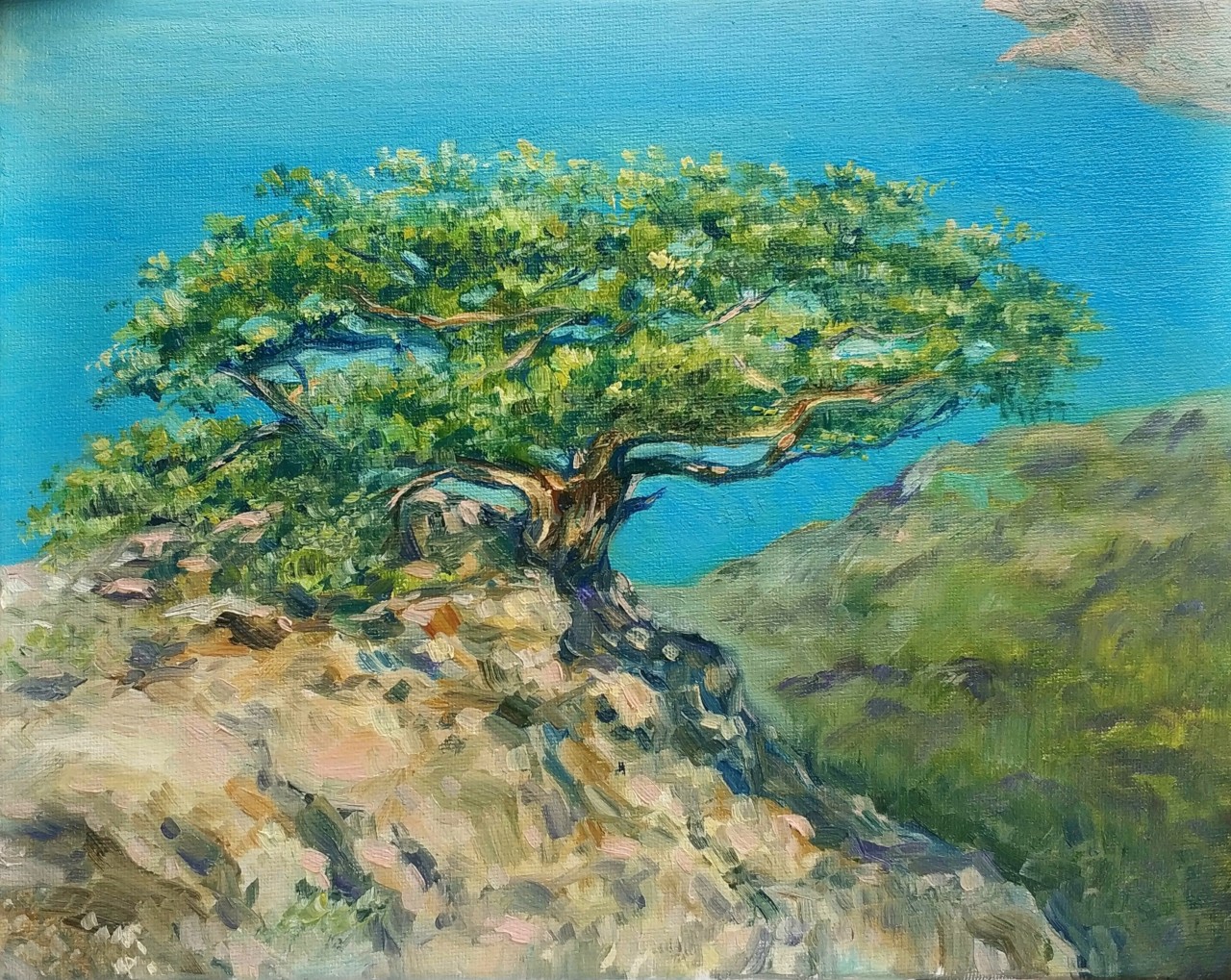 Крымская сосна