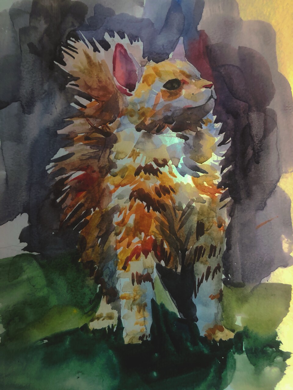 Кот