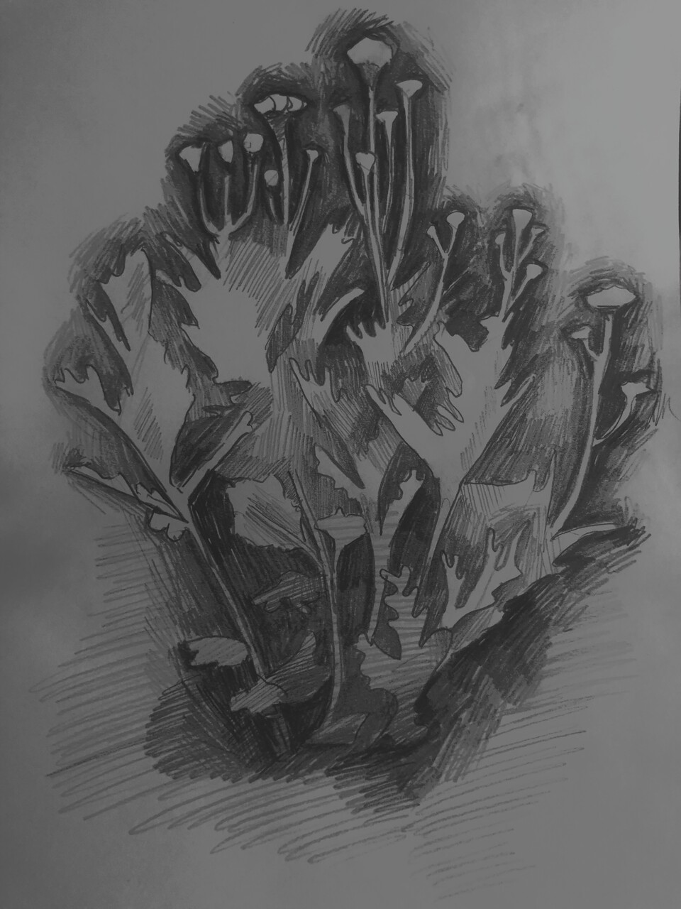 Куст 