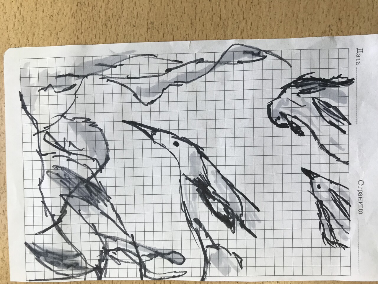 ПТИЦЫ