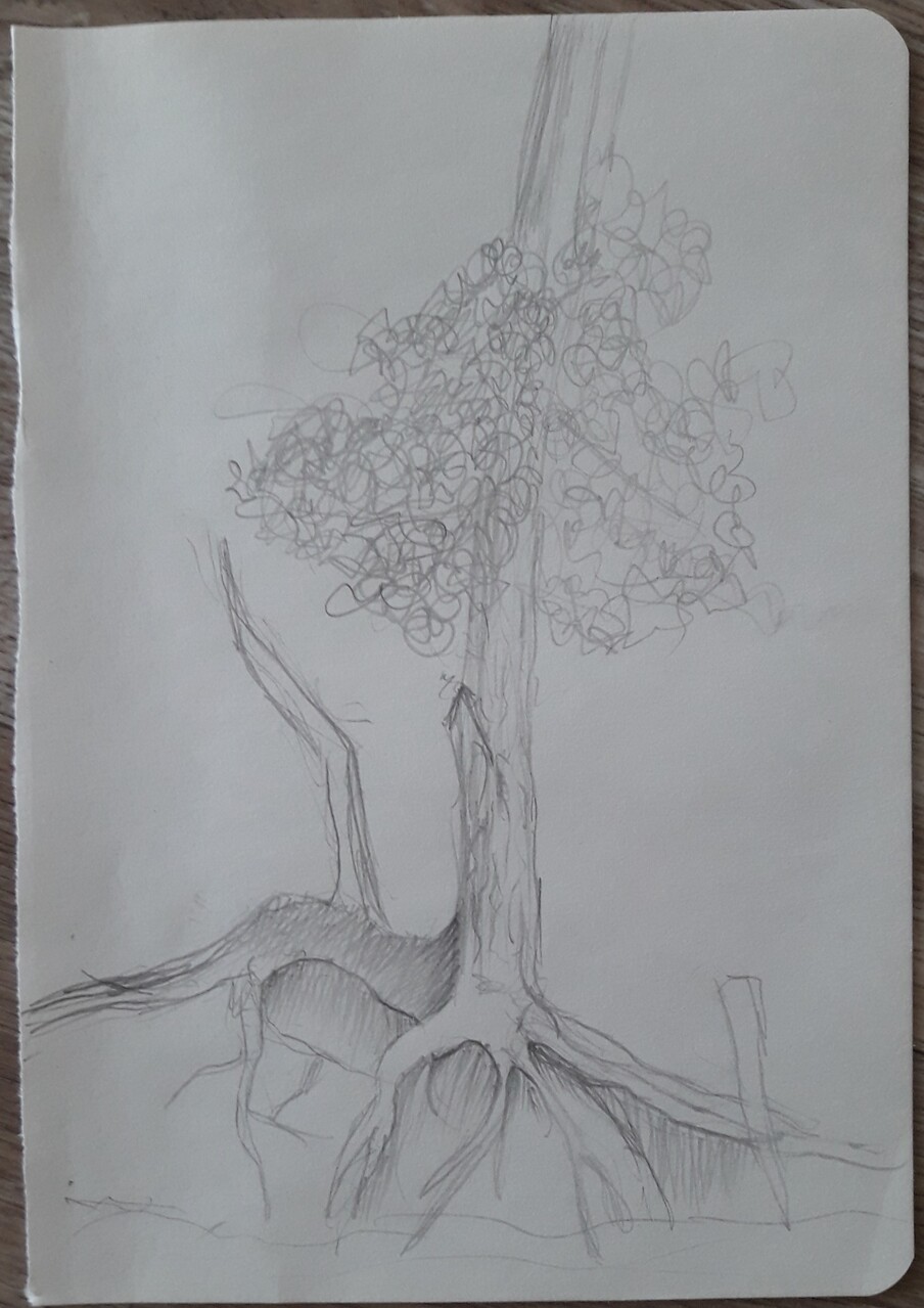 корни дерева 