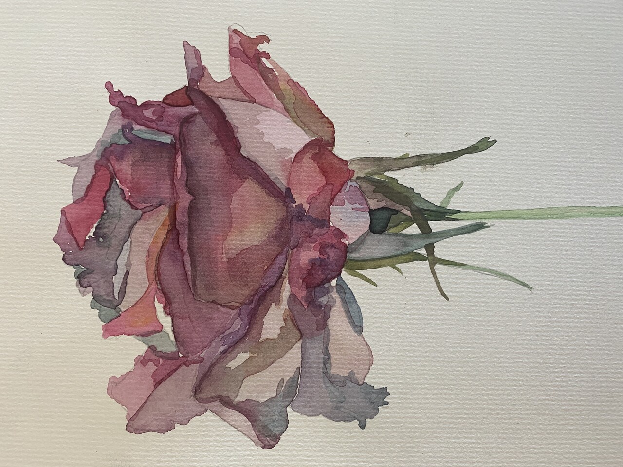 Роза 