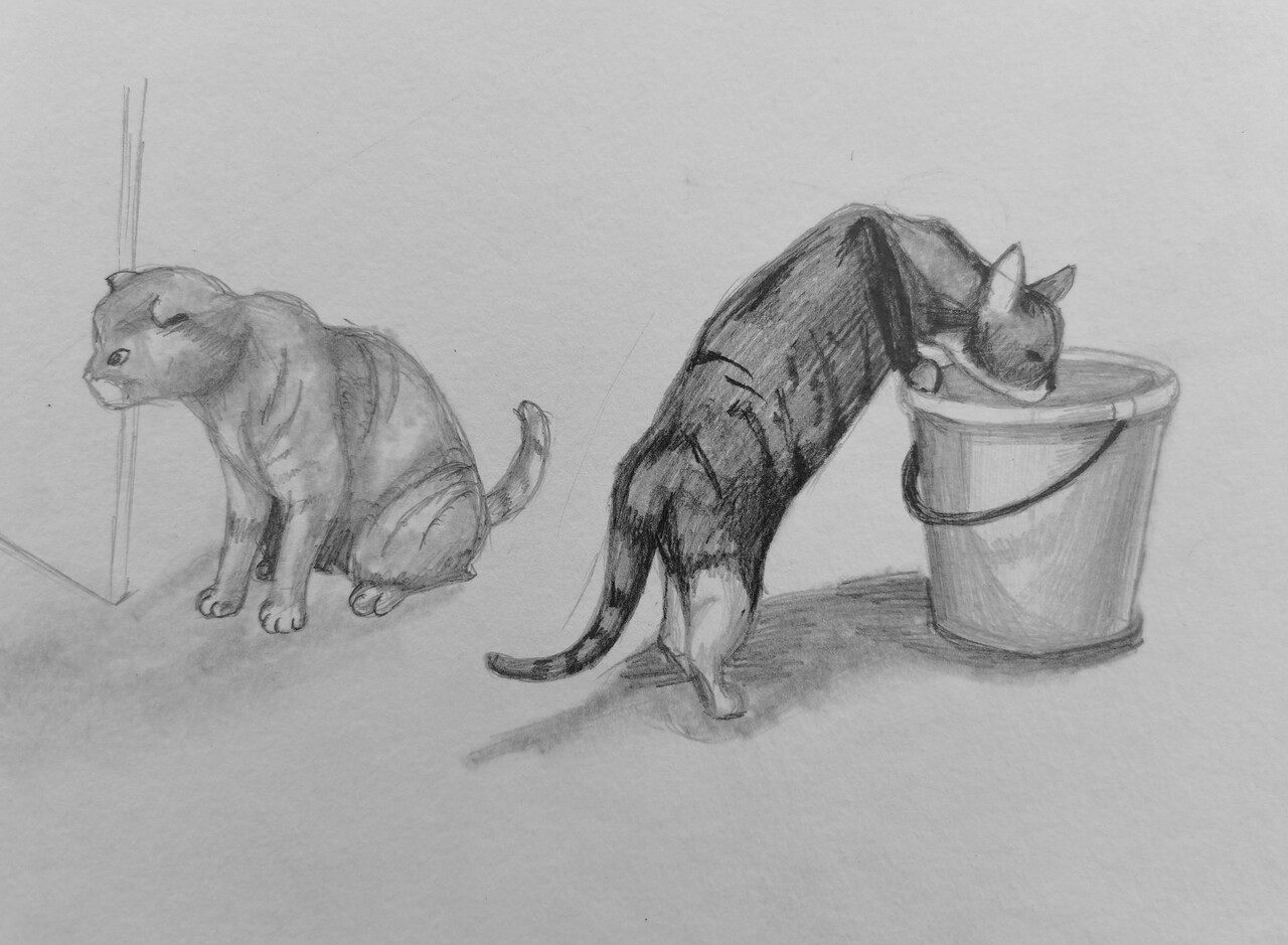 Кошки
