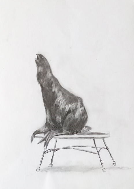 Северный морской котик