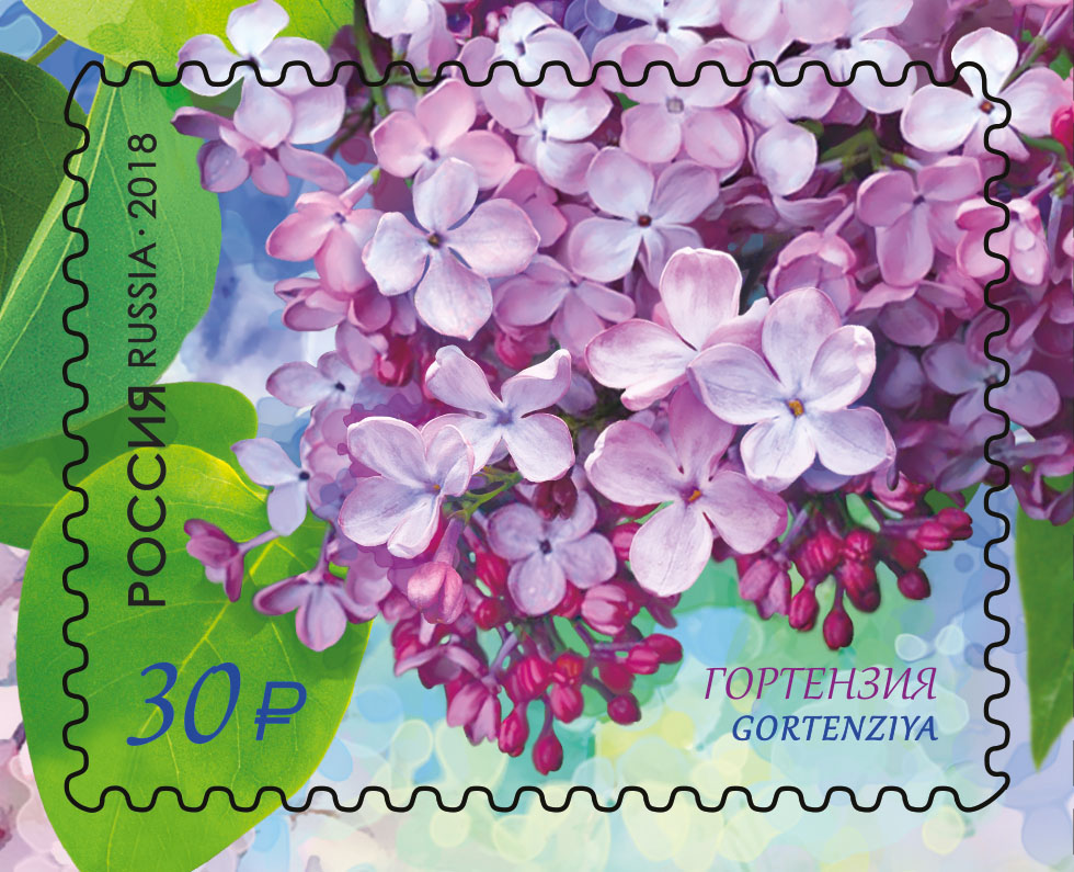 Флора России. Сирень
