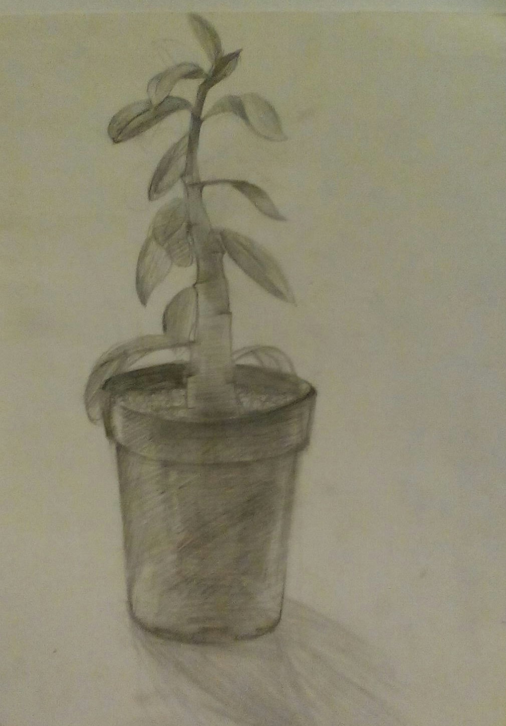 Рисунок домашнего растения