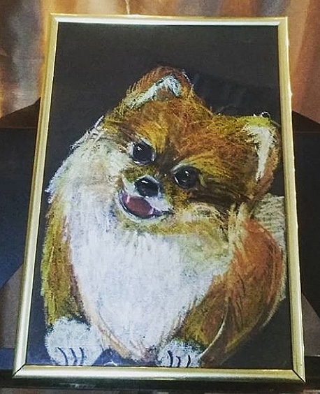 Шпиц 
