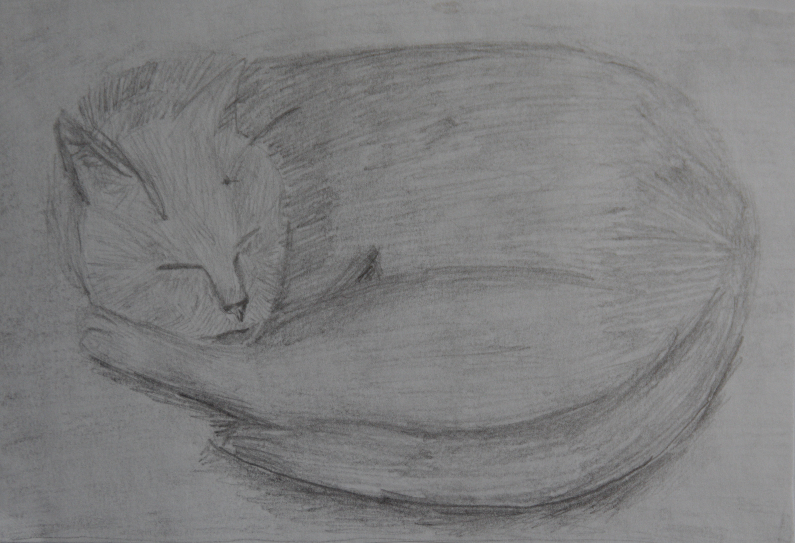 Кот