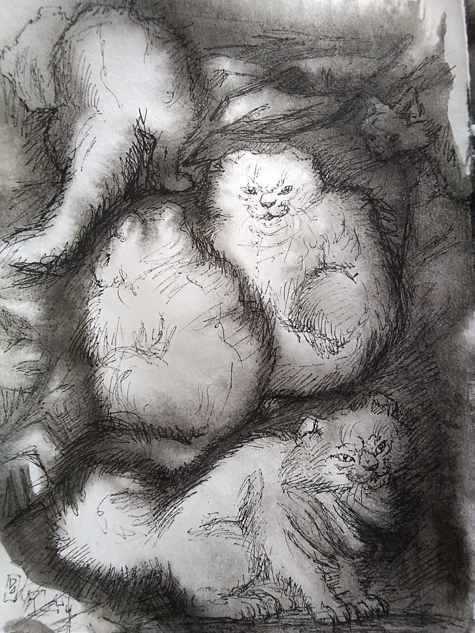 Котики