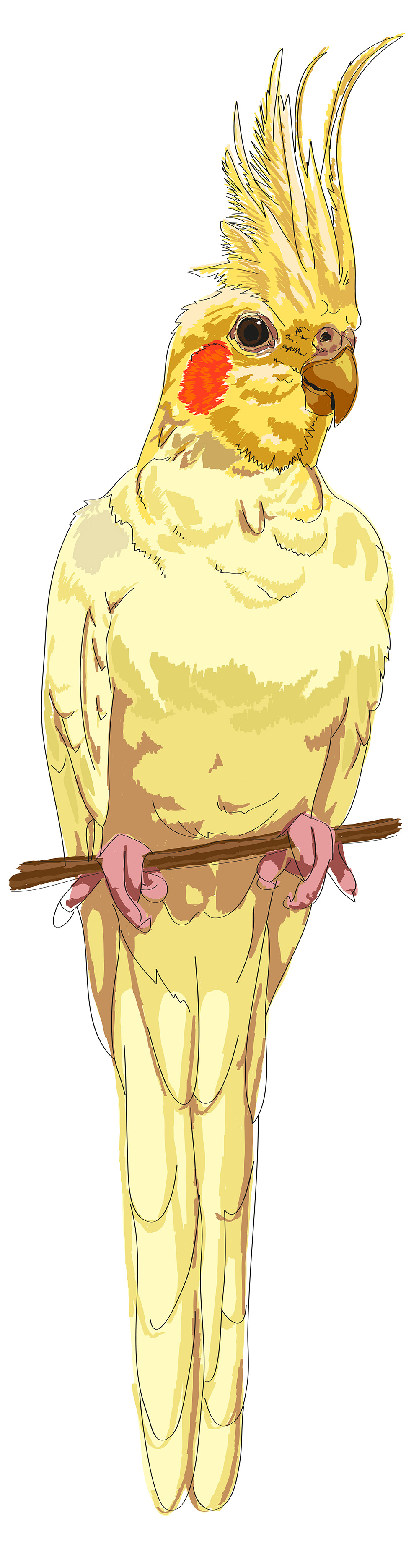 Корелла белая