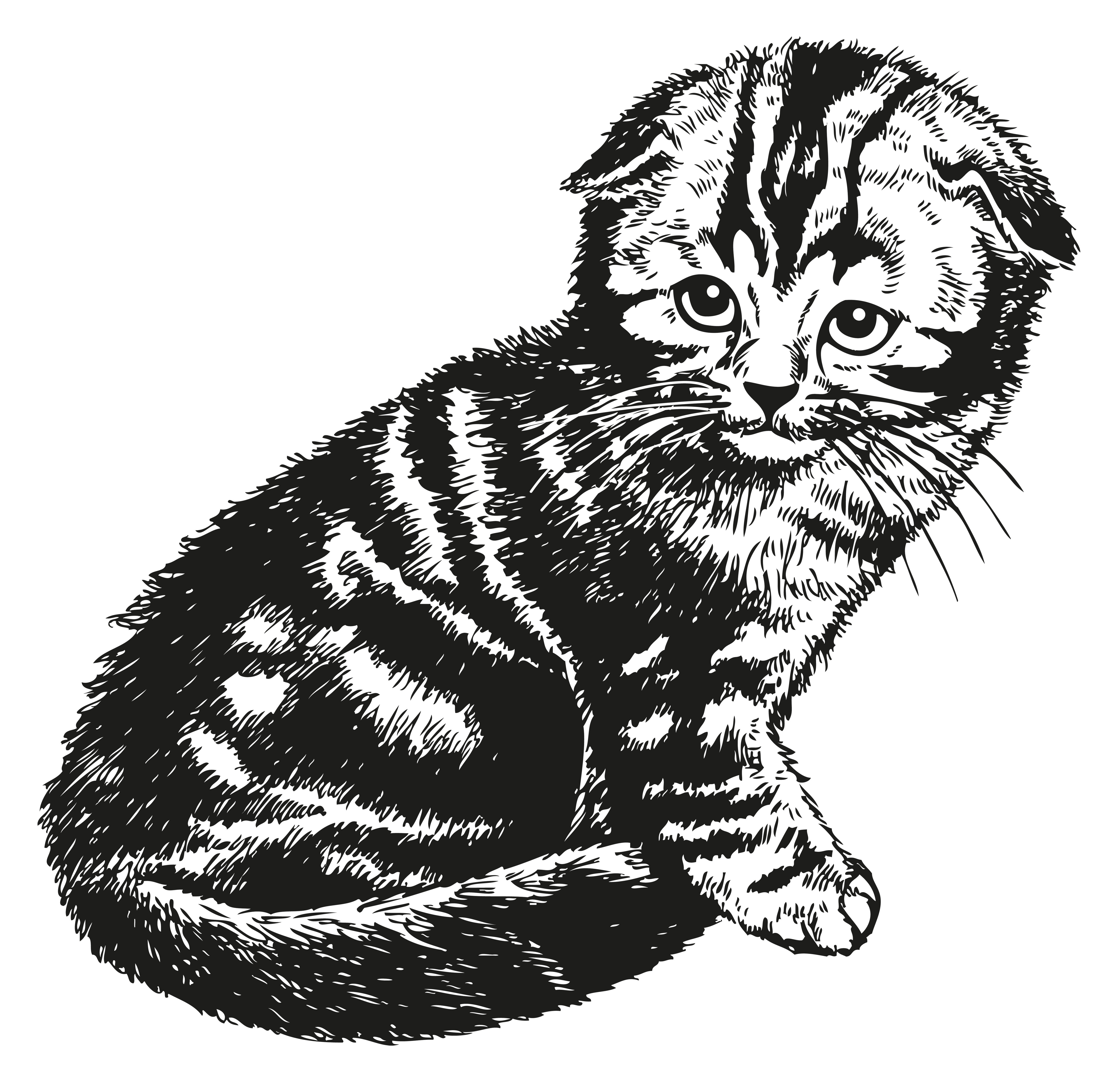 Шотландский котенок