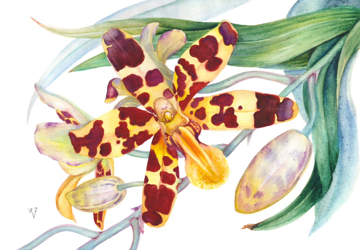 Анселлия африканская (лат. Ansellia africana) Анселлия африканская (лат. Ansellia africana)