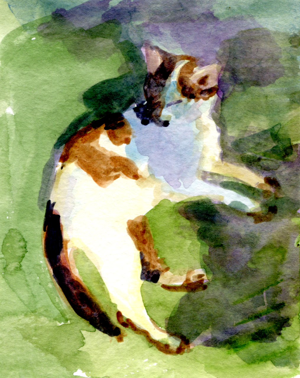 Кошка и тень