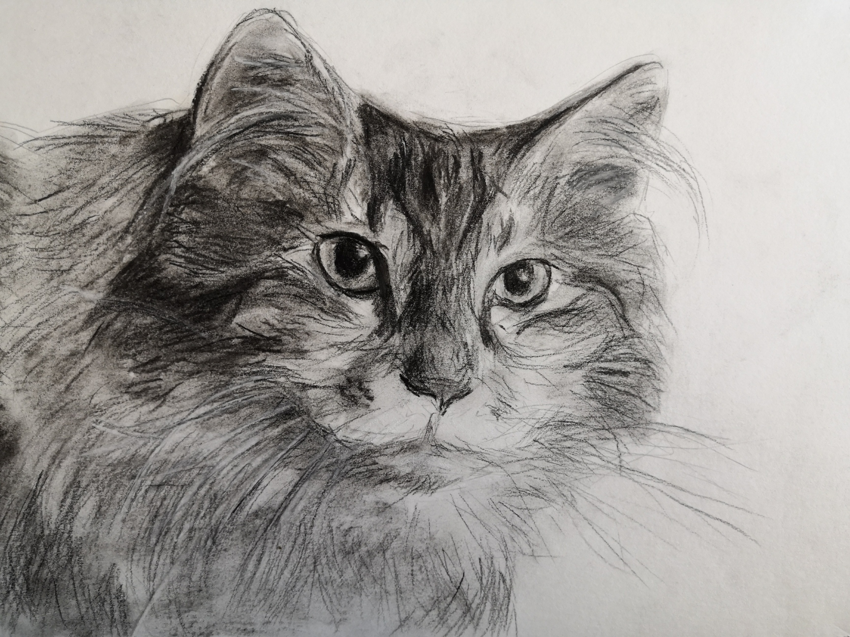 Кот