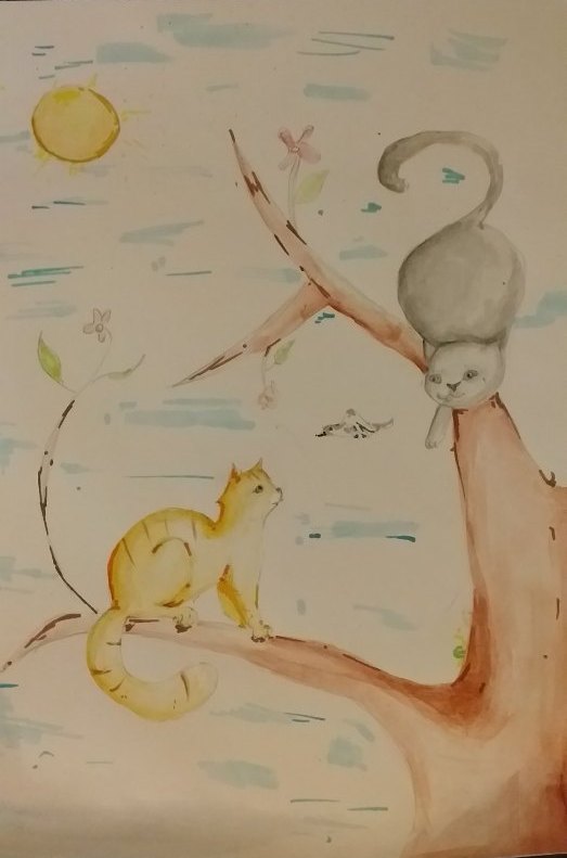 коты