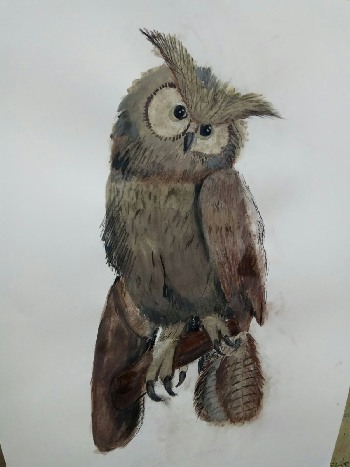 зарисовка филина