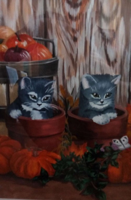 Котята