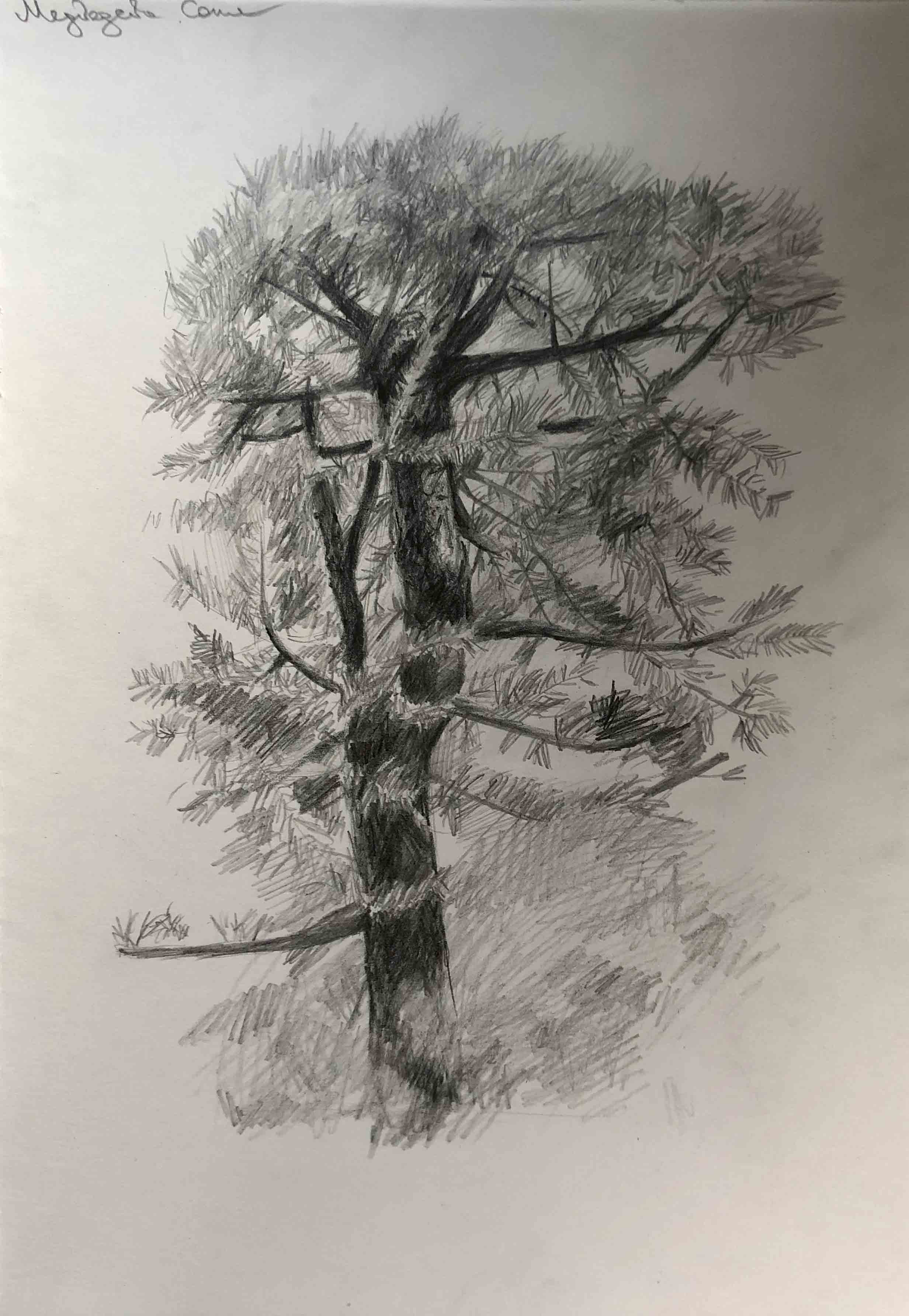 Зарисовки дерева Репин
