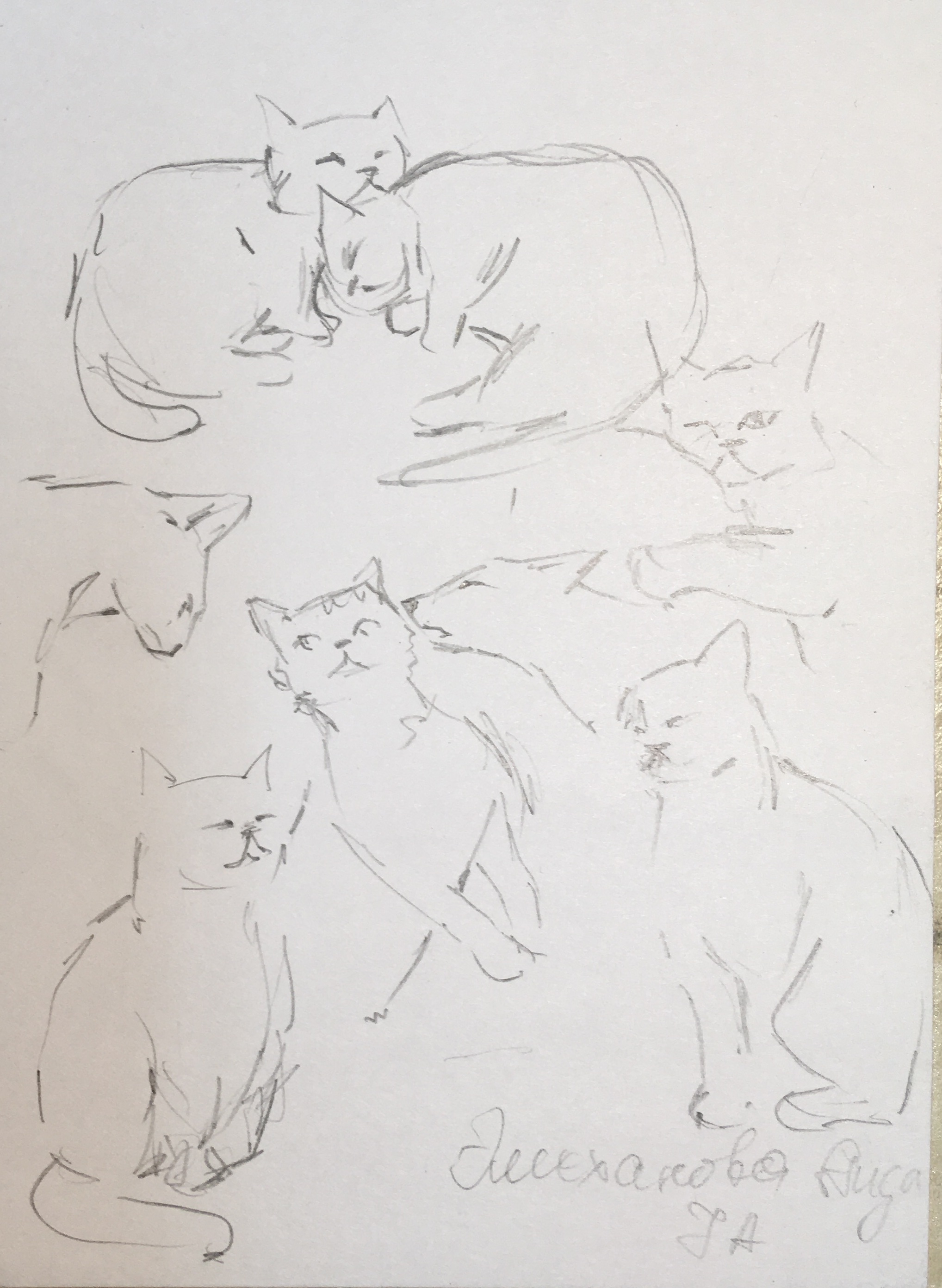 Наброски кошек