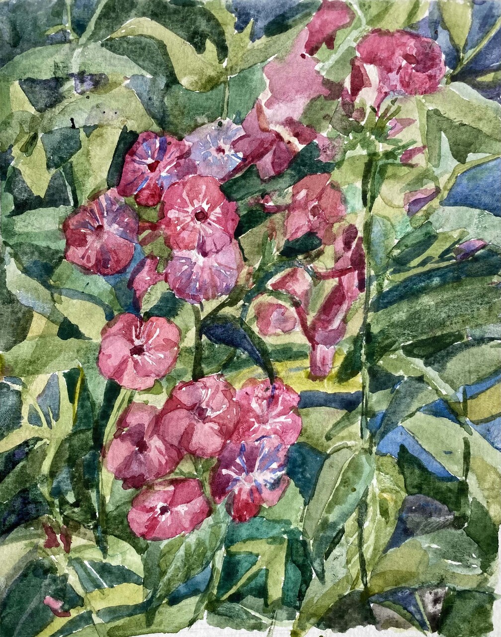 Флоксы