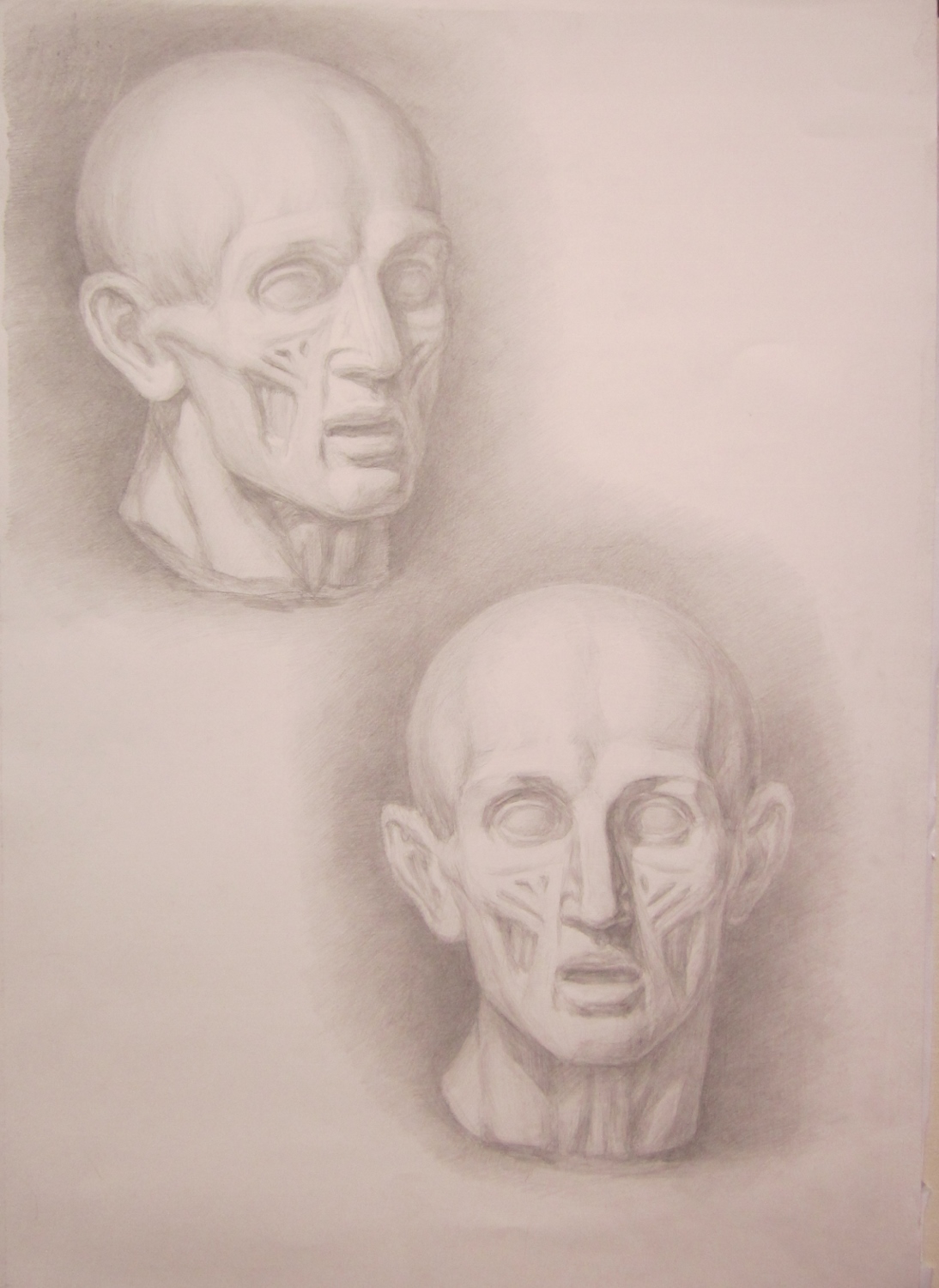Рисунок гипсовых голов.