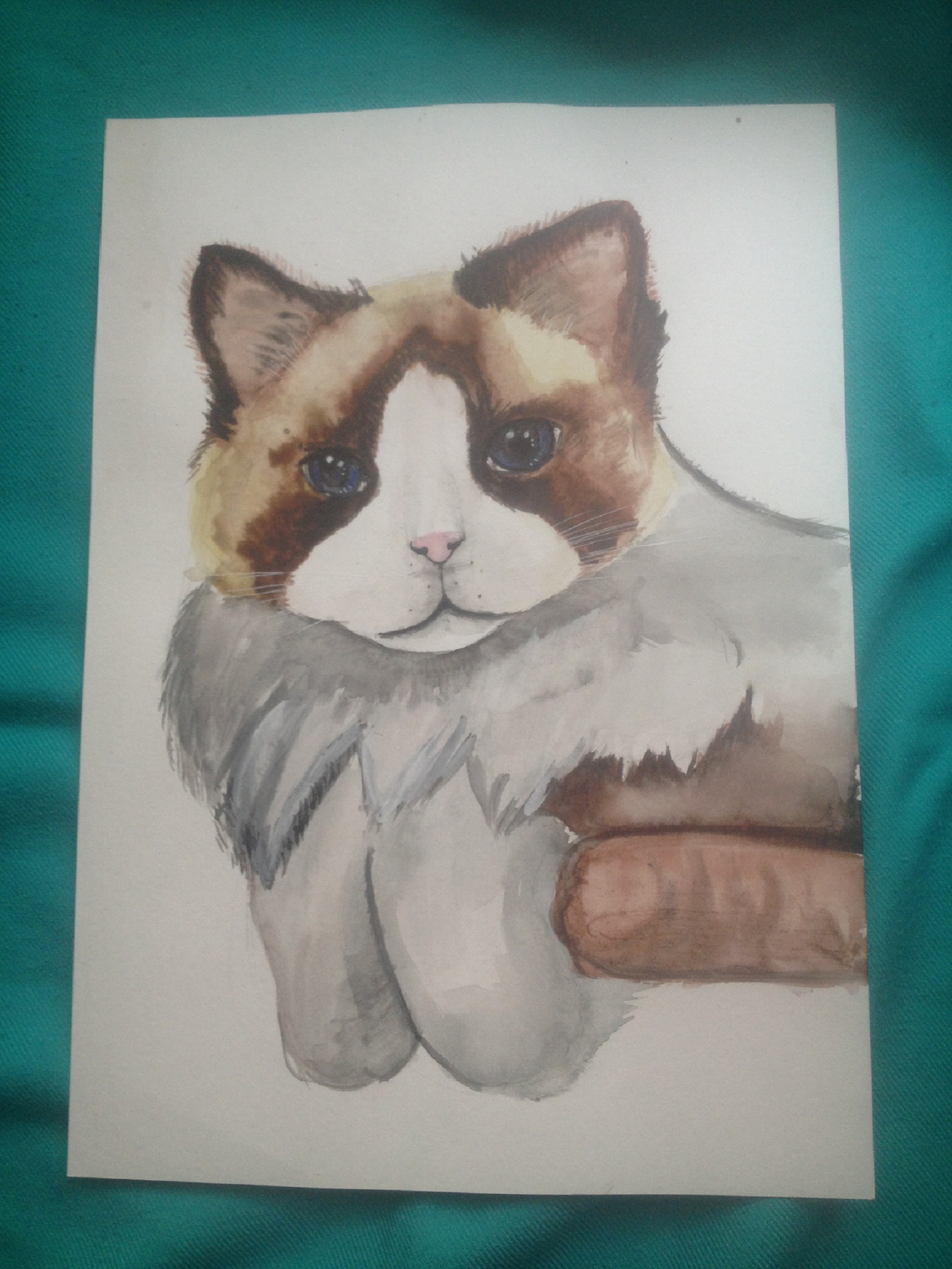 Кот