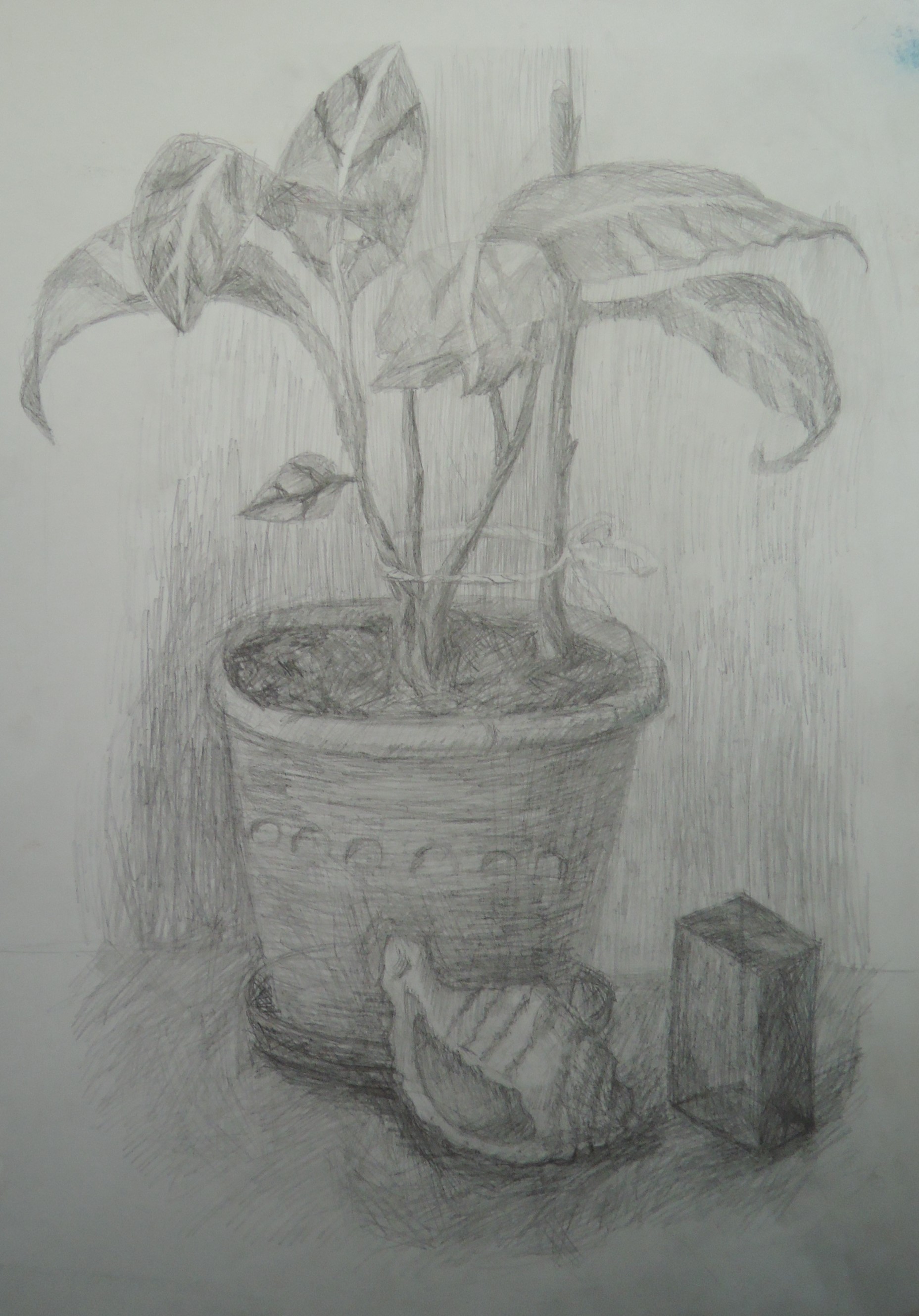 рисунок цветка