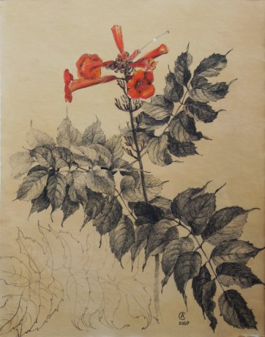 Цветок Campsis Radicans Цветок Campsis Radicans