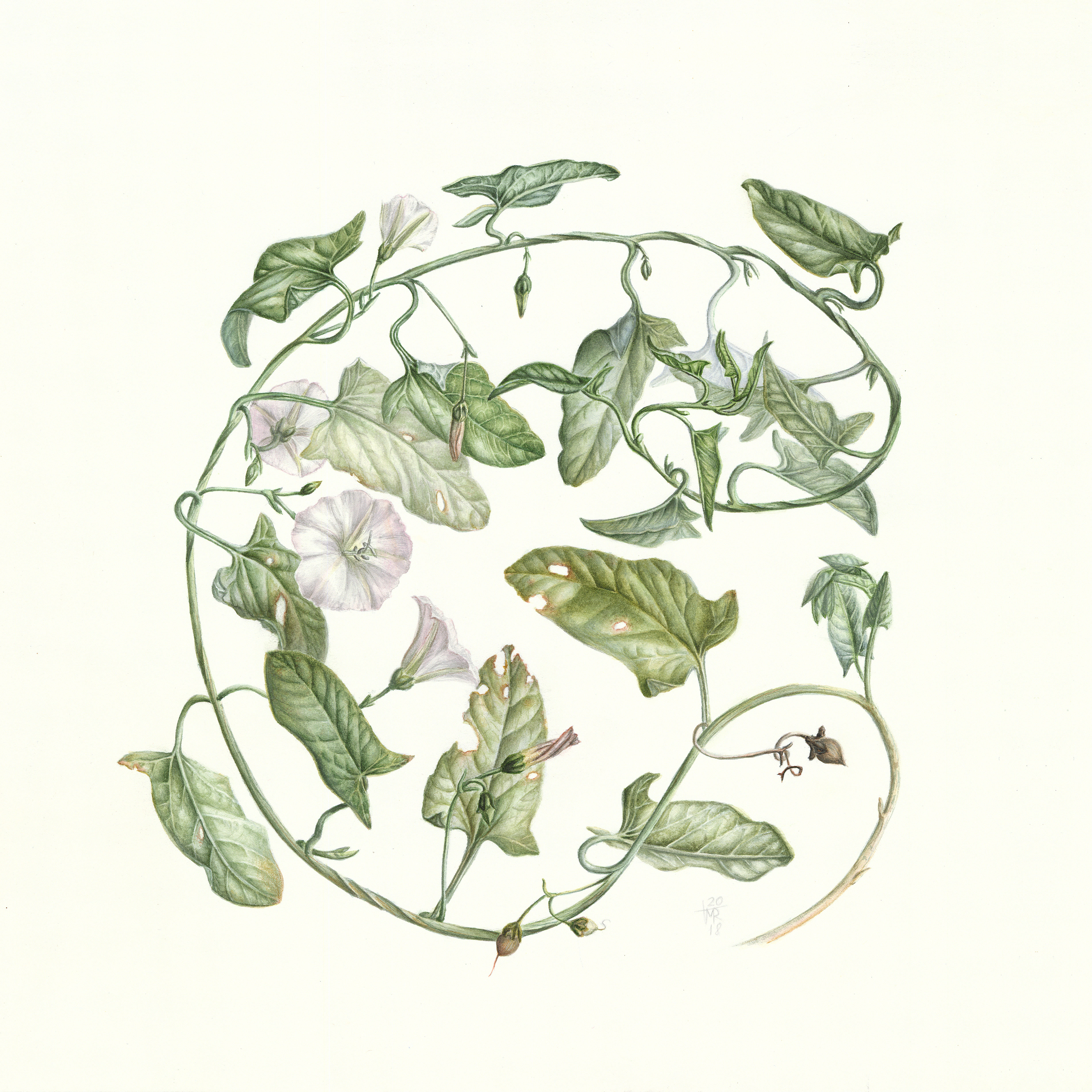 Вьюнок полевой (Convolvulus arvensis) Вьюнок полевой (Convolvulus arvensis)
