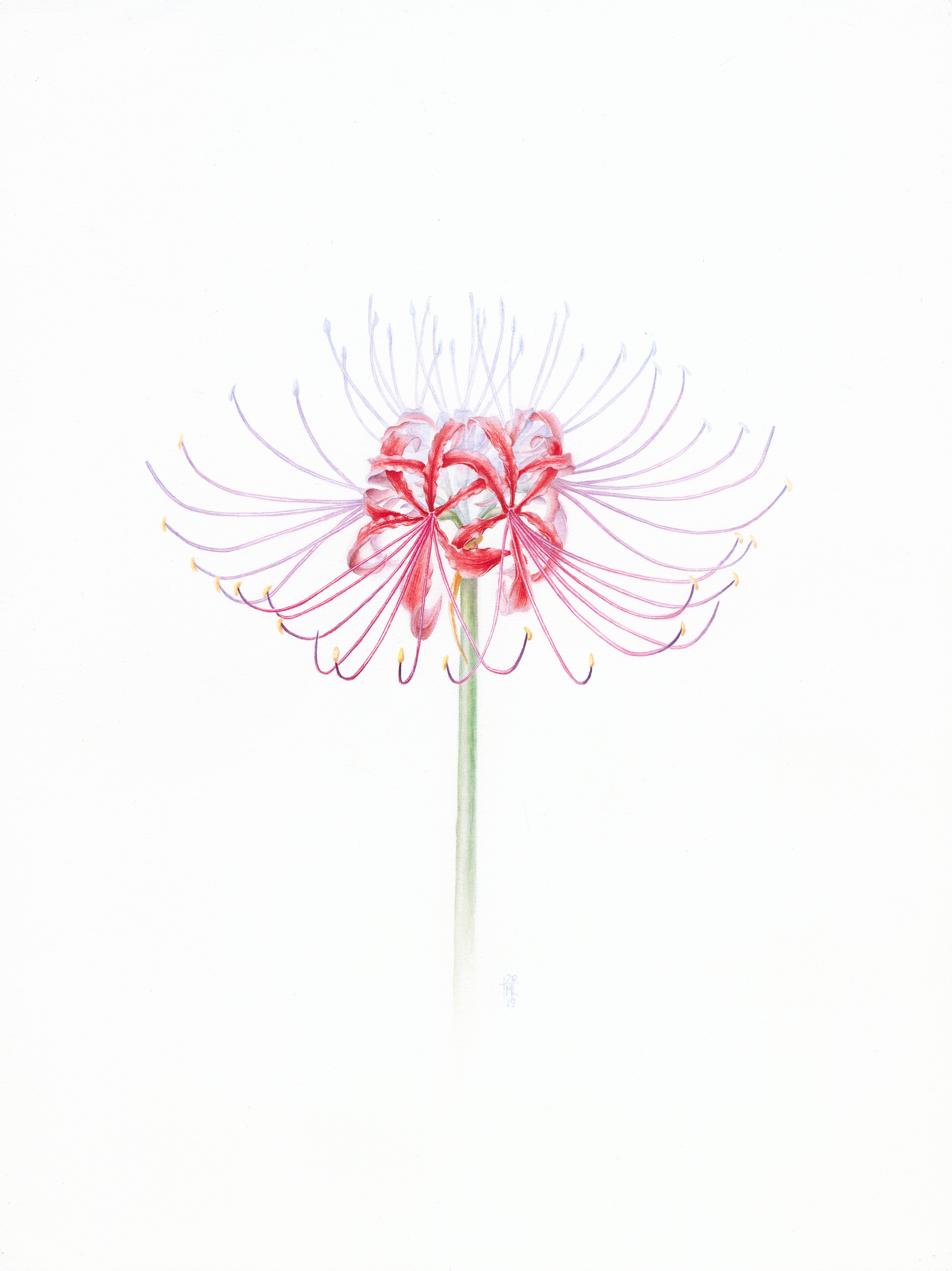 Ликорис лучистый (Lycoris radiata) Ликорис лучистый (Lycoris radiata)