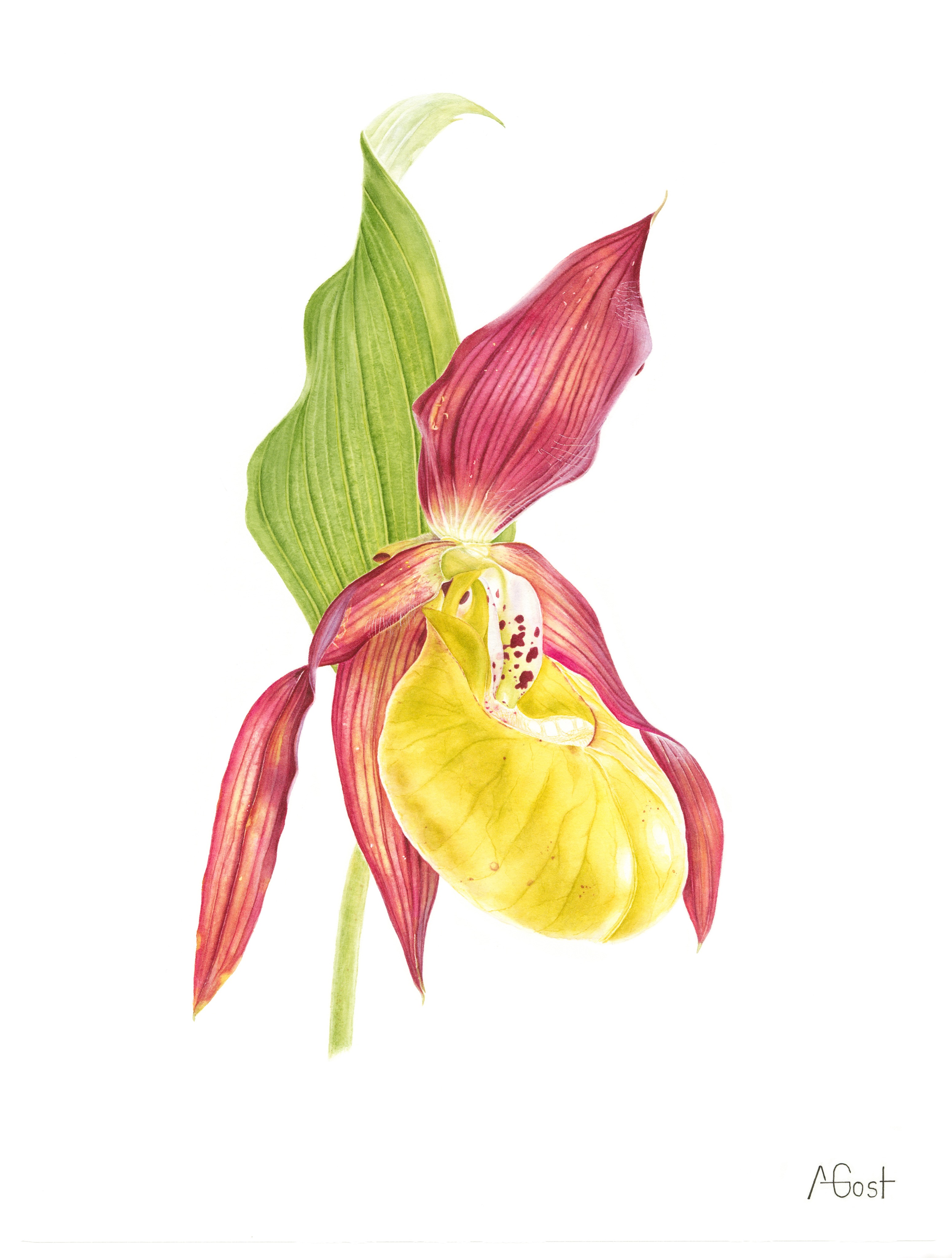 Венерин башмачок (Cypripedium calceolus) Венерин башмачок (Cypripedium calceolus)