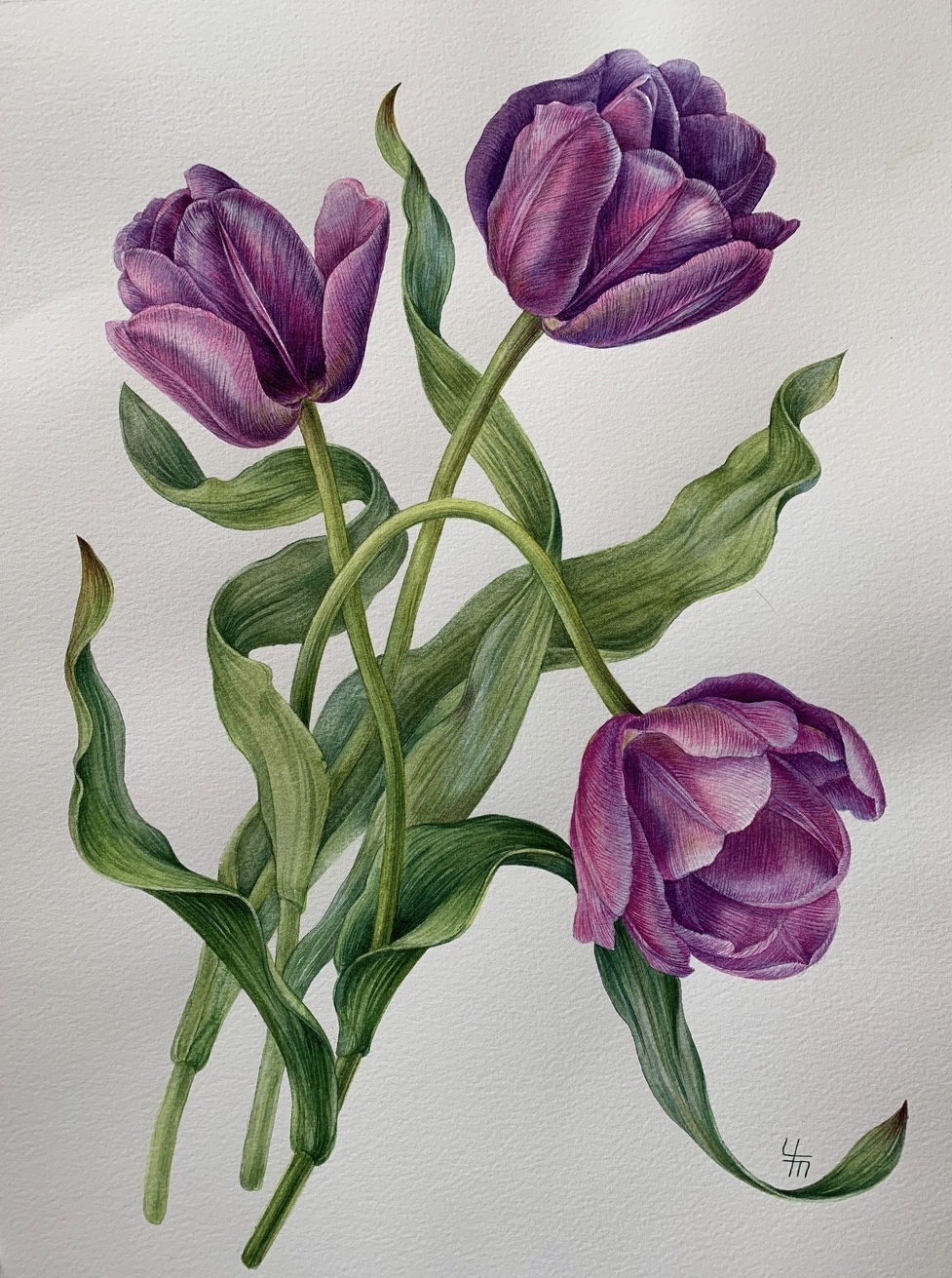 Тюльпан Перпл флаг (лат. Tulipa purple flag) Тюльпан Перпл флаг (лат. Tulipa purple flag)