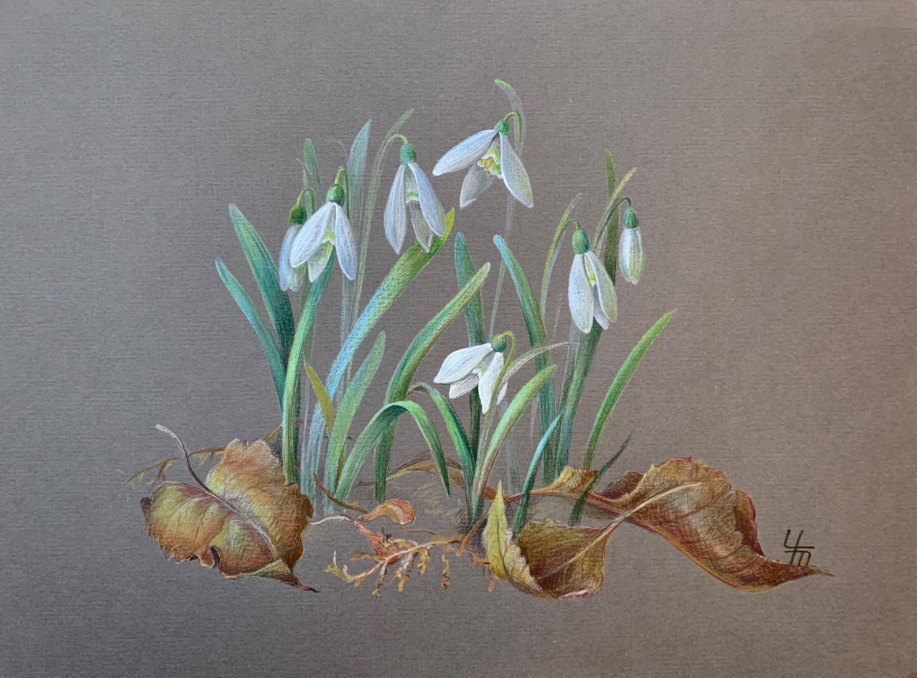 Подснежник (лат. Galanthus)