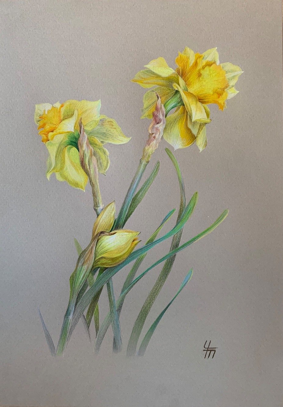 Нарцисс (лат. Narcissus)