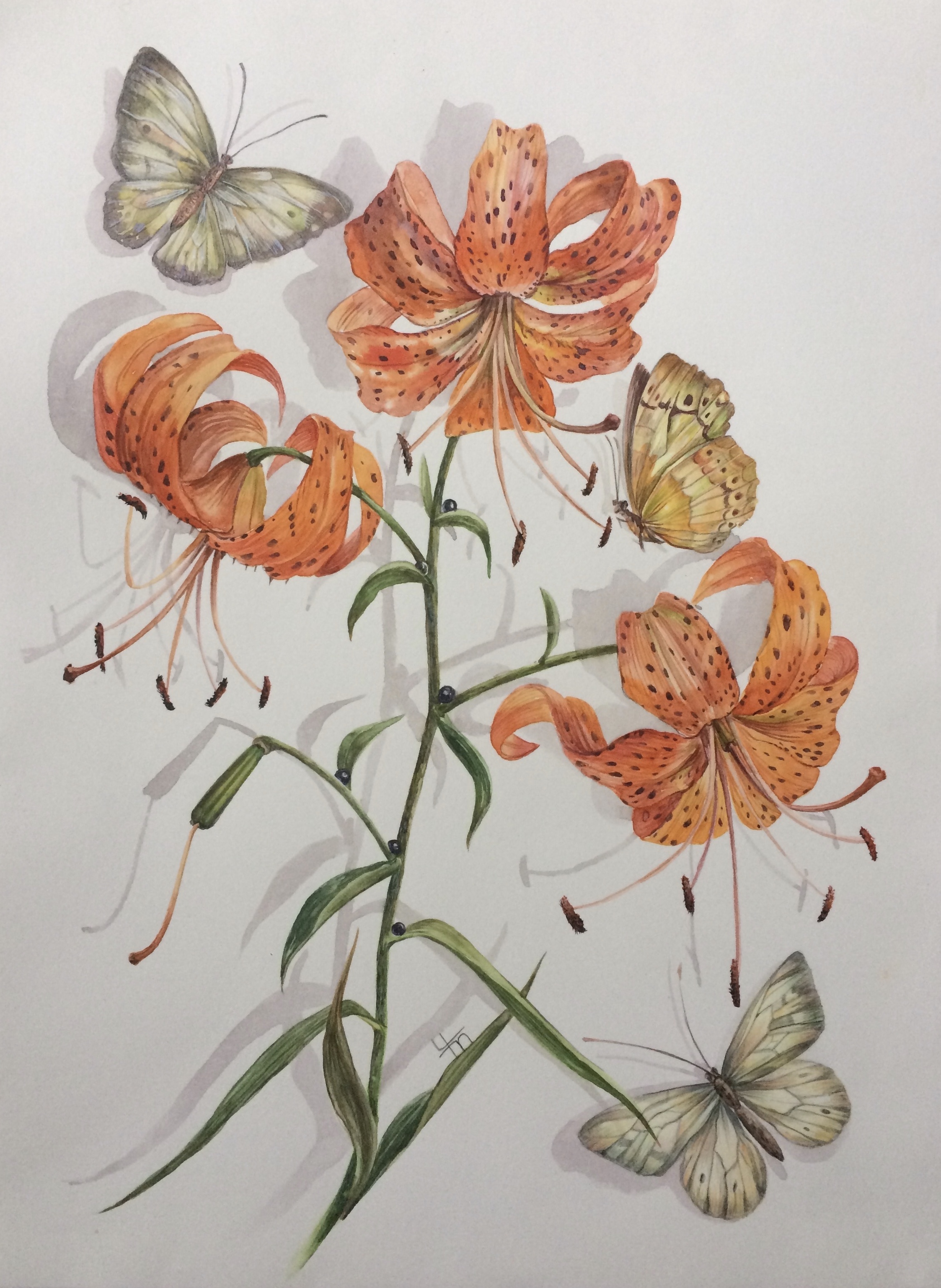 Лилия ланцетолистная (лат. Lilium lancifolium)