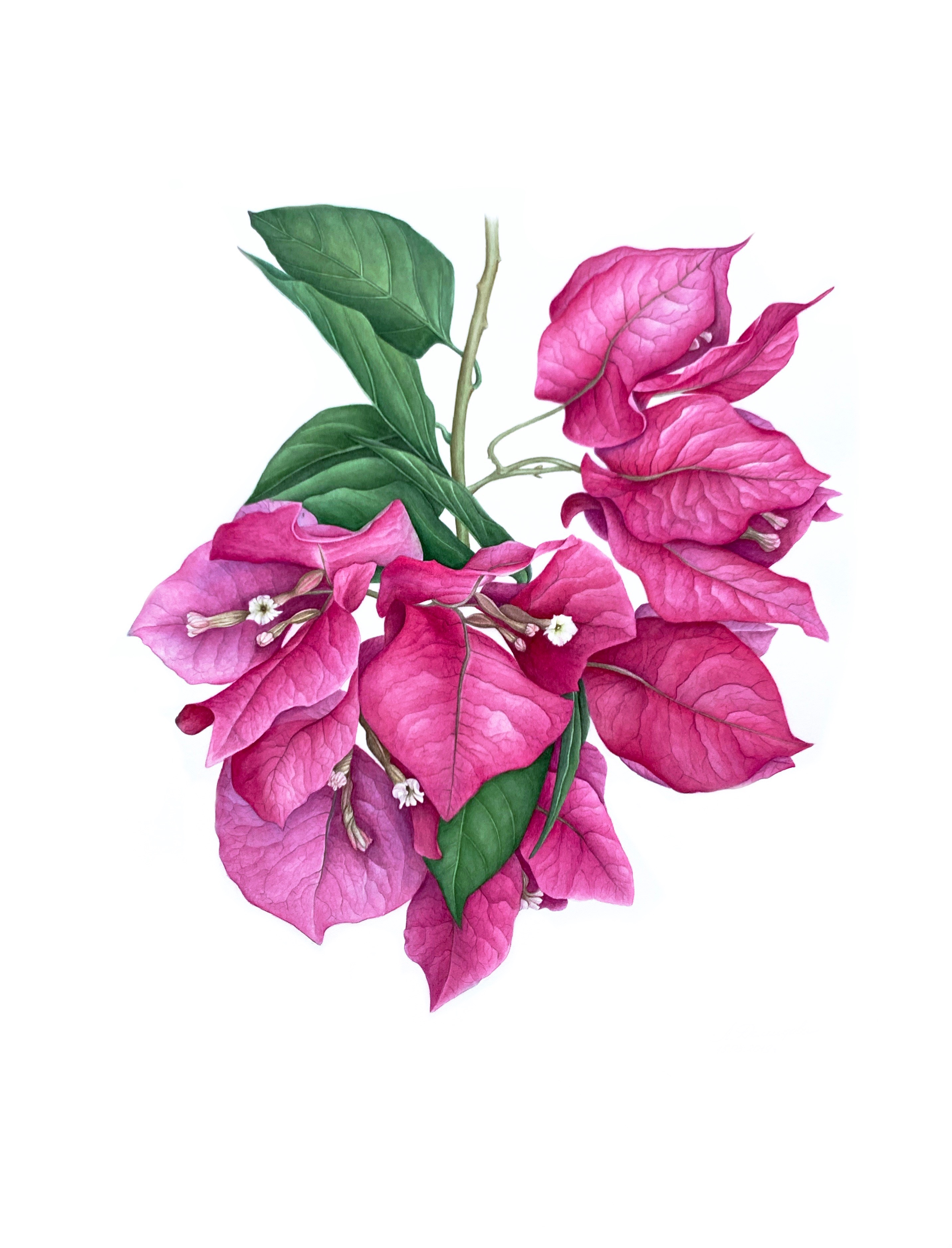 Бугенвиллея замечательная Bougainvillea spectabilis