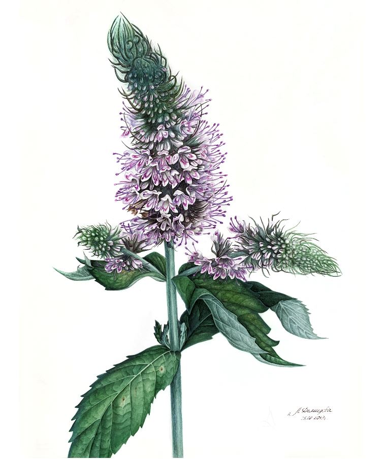 Мята длиннолистная Mentha longifolia