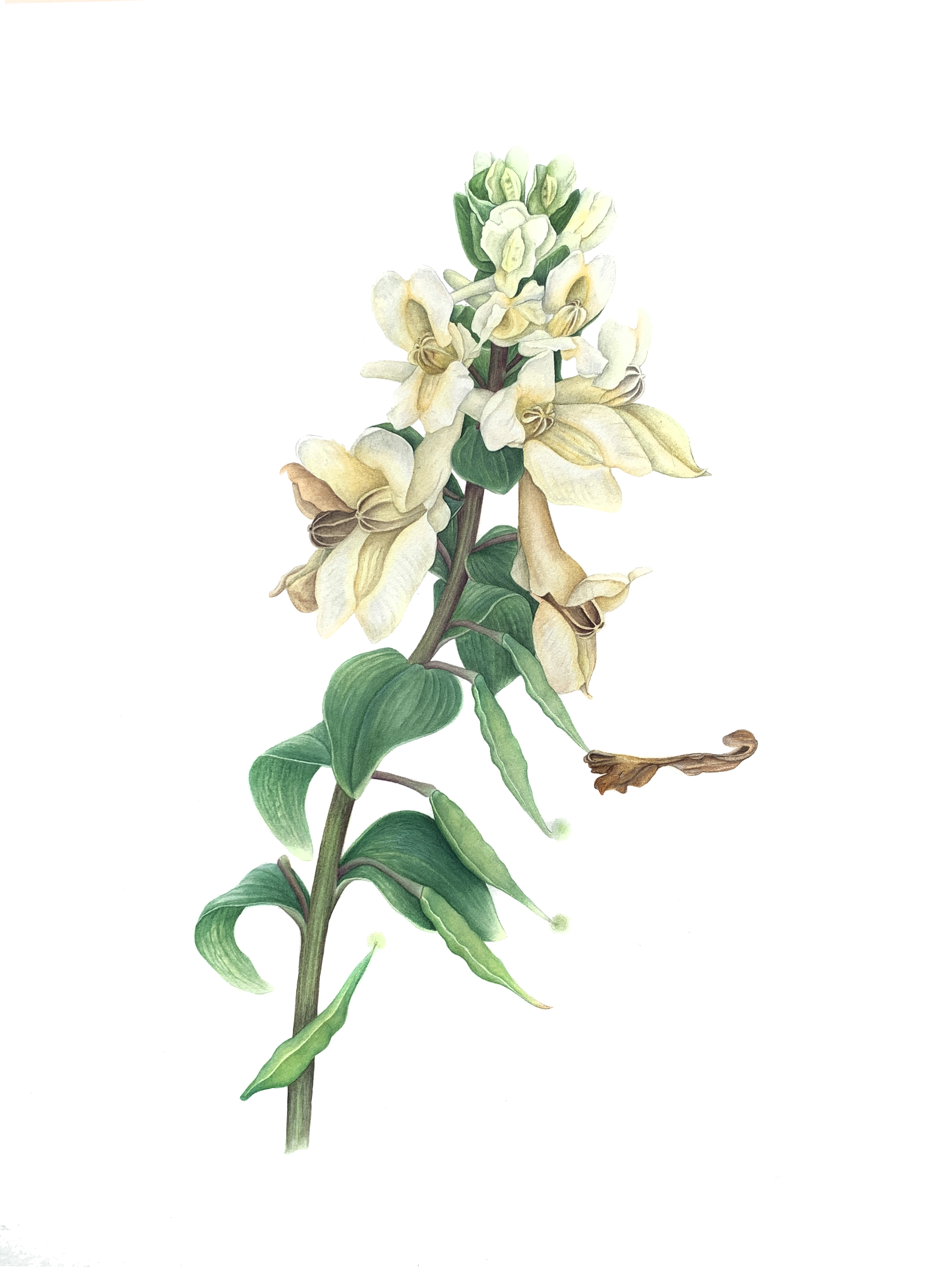 Хохлатка Маршалла Corydalis marschalliana