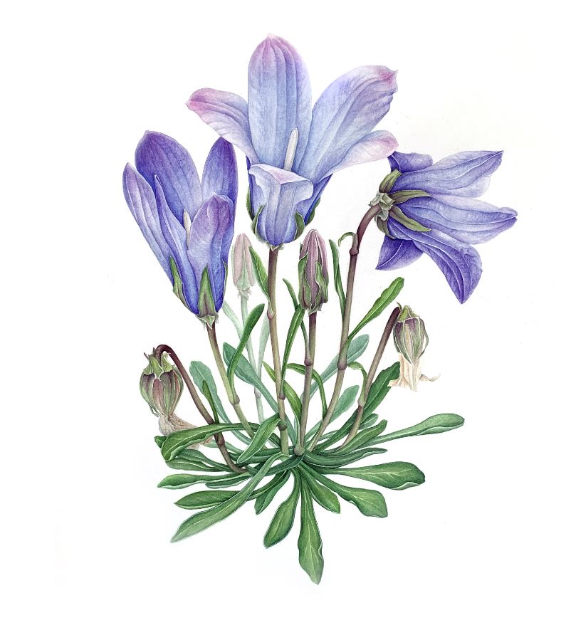 Колокольчик Биберштейна Campanula biebersteiniana