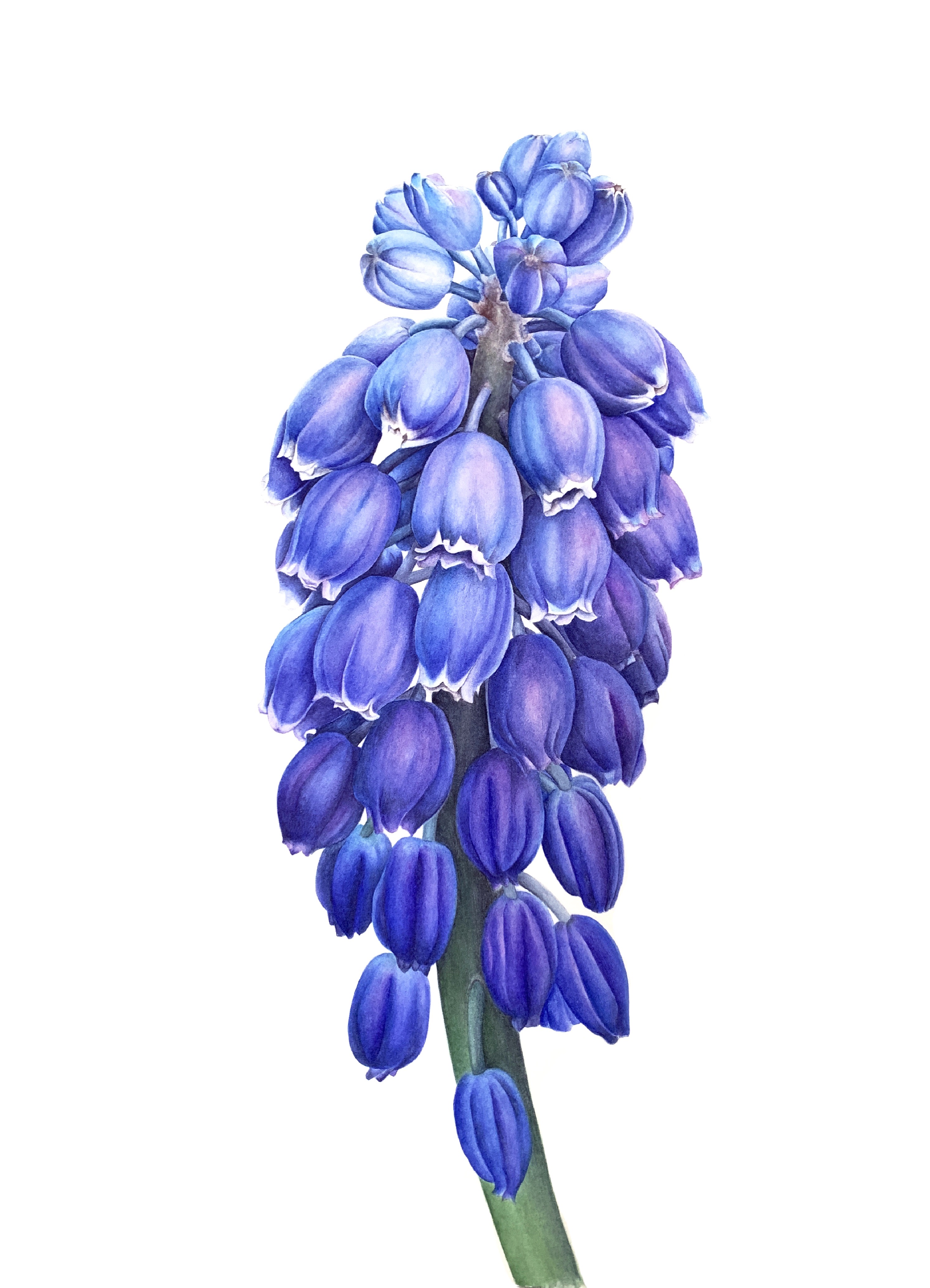 Мышиный гиацинт армянский Muscari armeniacum