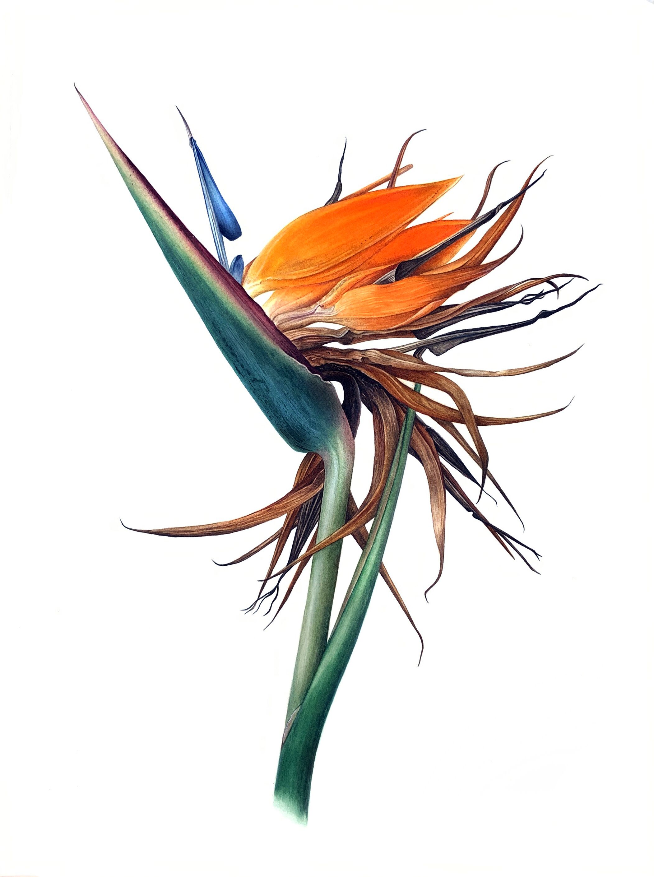 Стрелитция королевская Strelitzia reginae Стрелитция королевская Strelitzia reginae