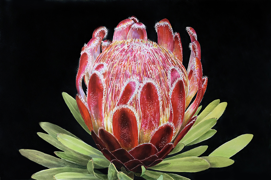 Протея гибридная (Protea 'Pink Ice') Протея гибридная (Protea 'Pink Ice')