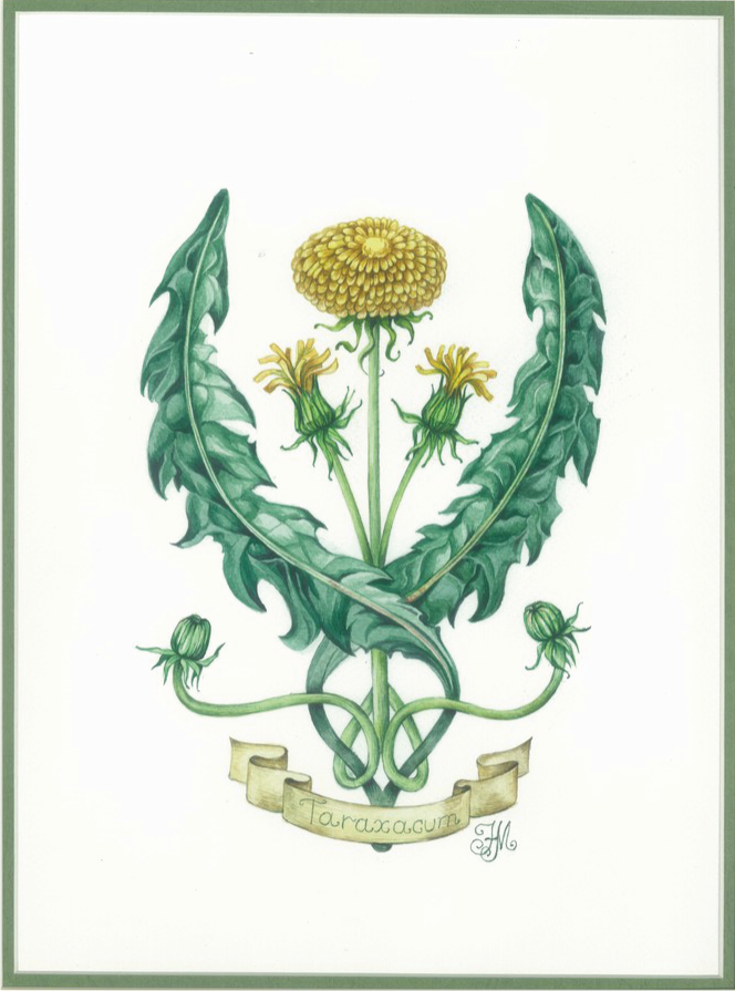 Одуванчик обыкнове́нный лат. Taráxacum officinále Одуванчик обыкнове́нный лат. Taráxacum officinále