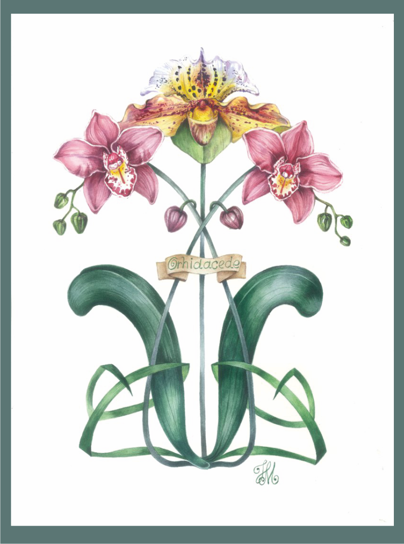Орхиде́и лат. Orchidáceae Орхиде́и лат. Orchidáceae