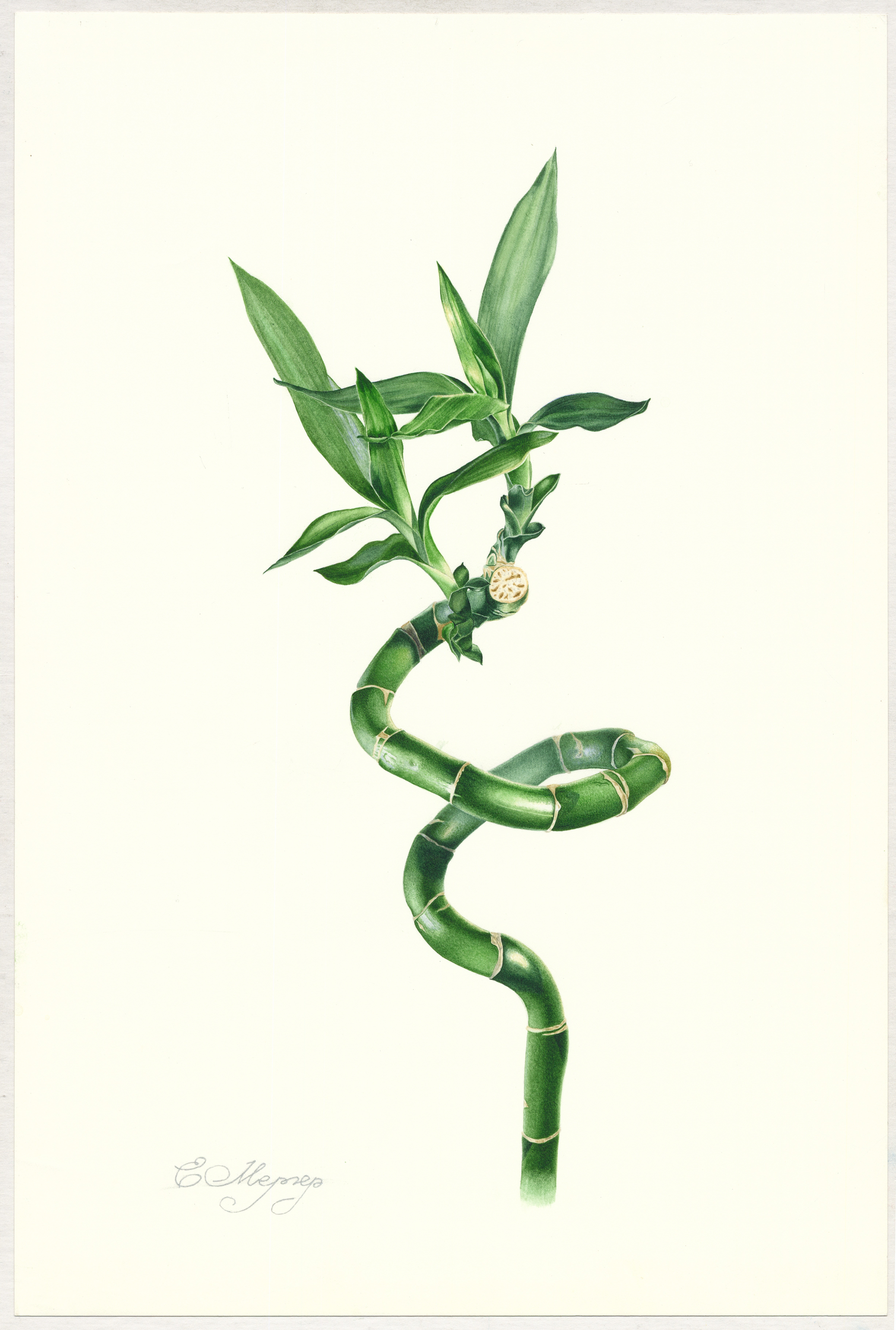 Драцена Сандра (лат. Dracaena sanderiana) Драцена Сандра (лат. Dracaena sanderiana)