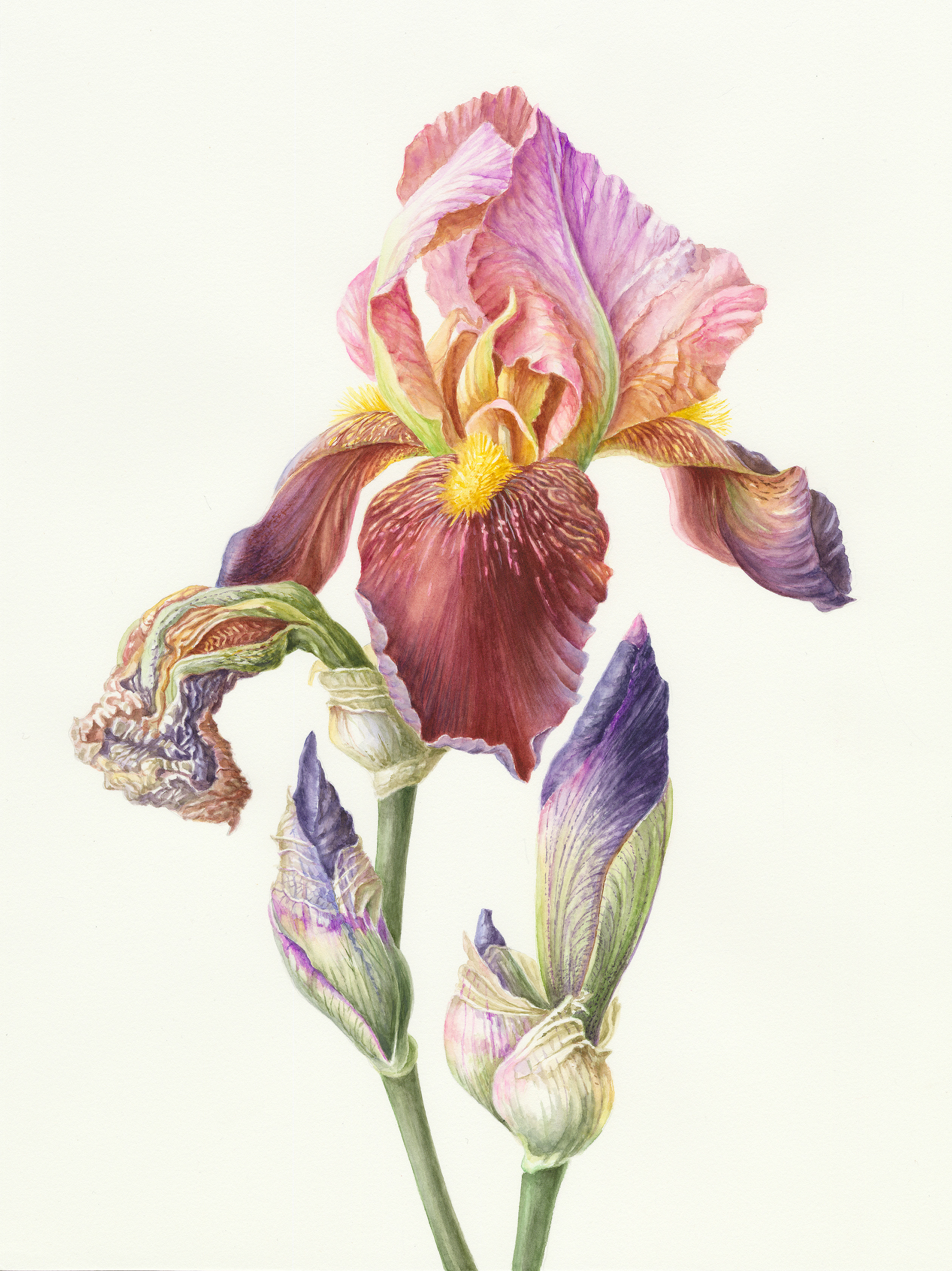 Ирис гибридный Iris Hybrida Ирис гибридный Iris Hybrida