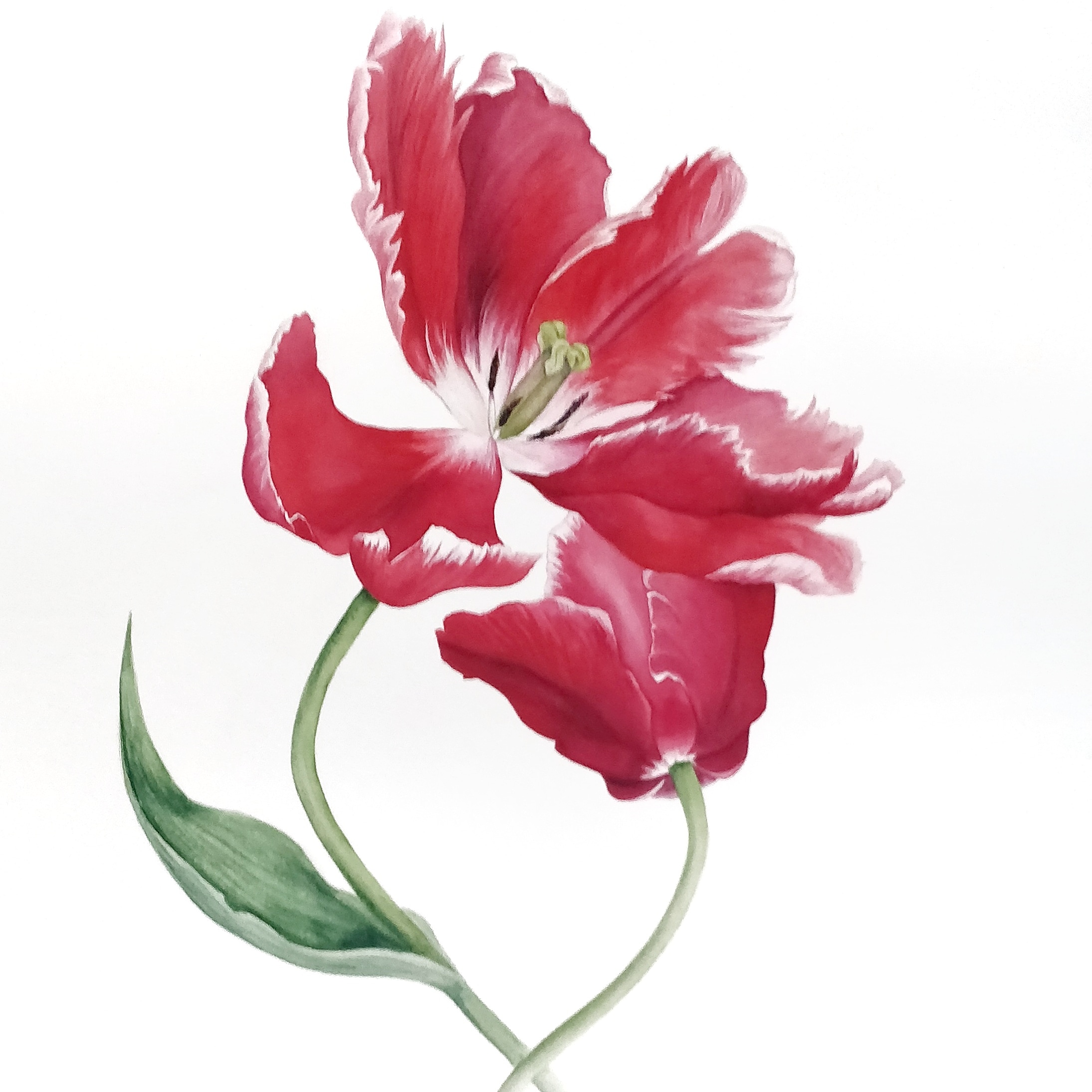 Тюльпан Destiny (лат. Tulipa Destiny) Тюльпан Destiny (лат. Tulipa Destiny)