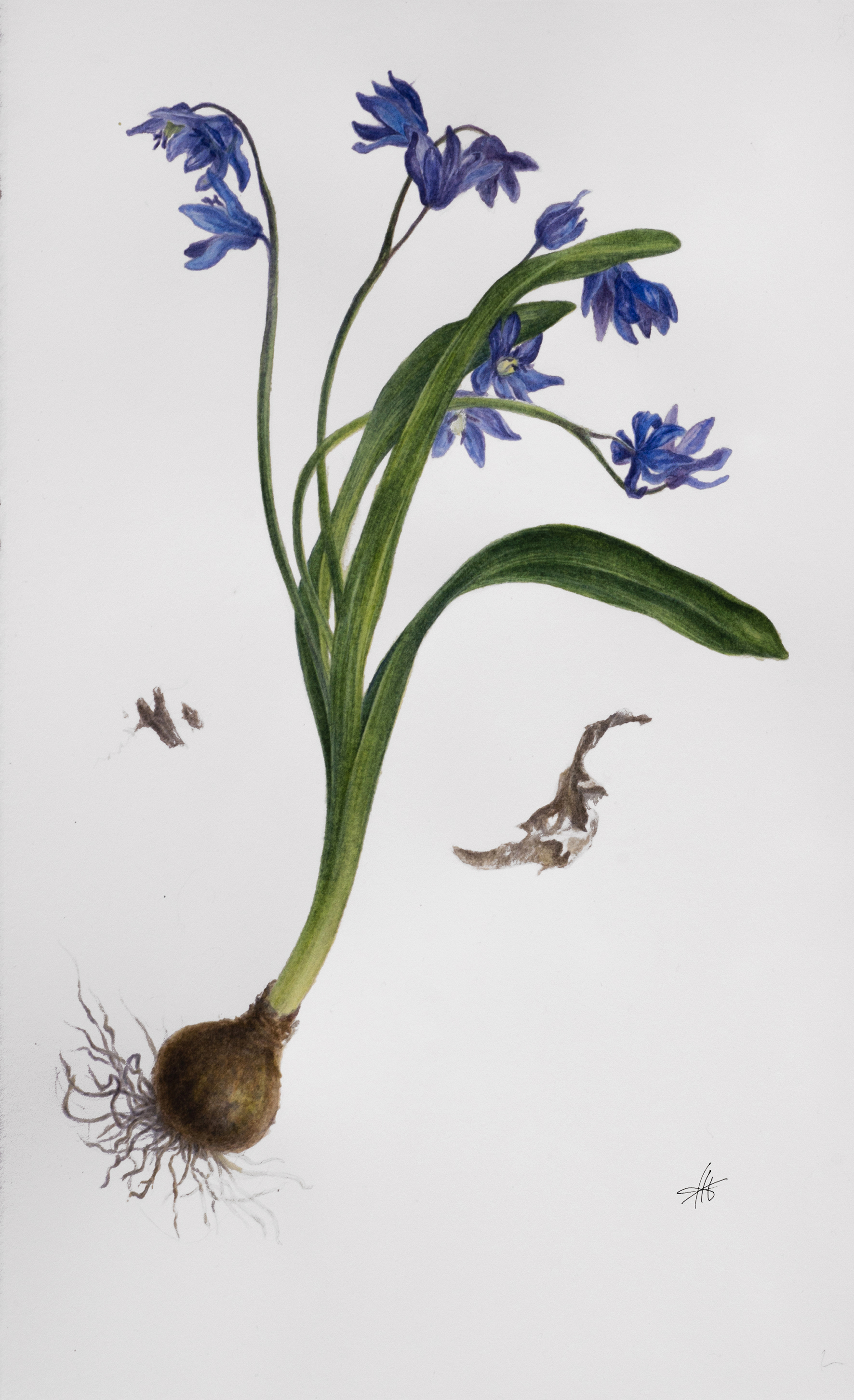 Пролеска сибирская (лат. Scilla siberica) Пролеска сибирская (лат. Scilla siberica)