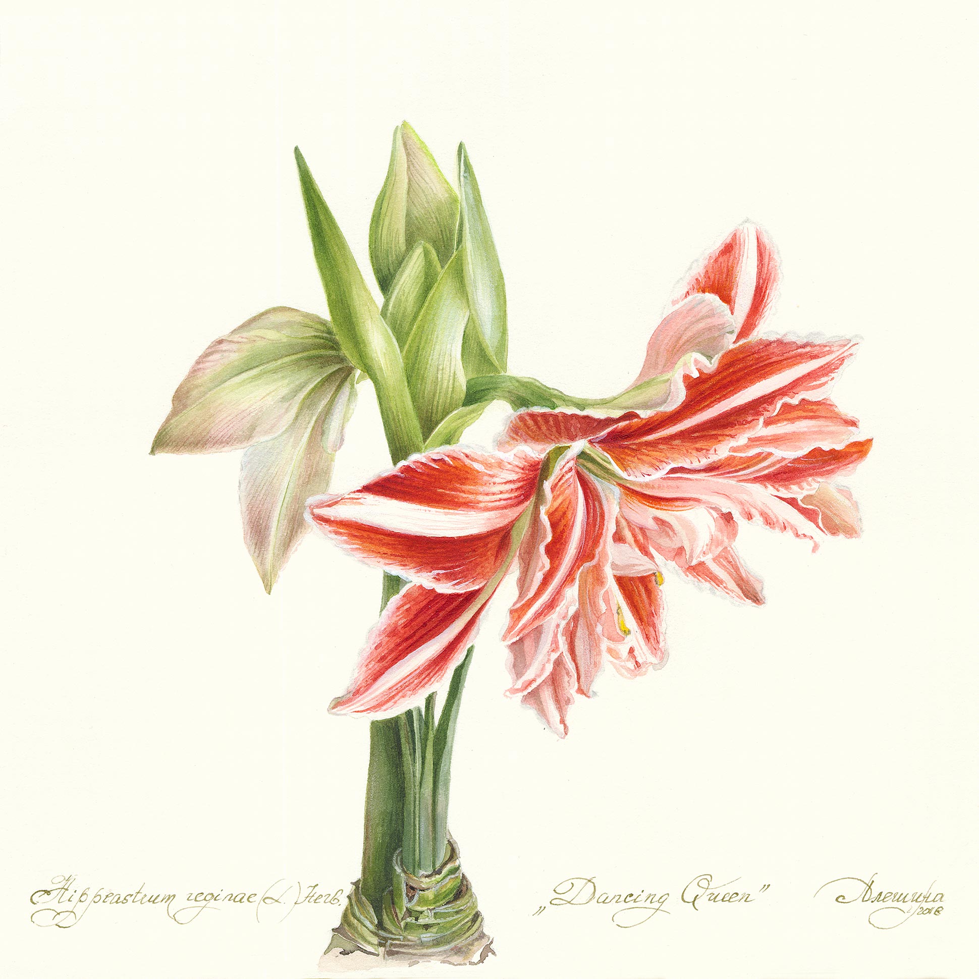Гиппеаструм /амариллис / Amaryllis Гиппеаструм /амариллис / Amaryllis
