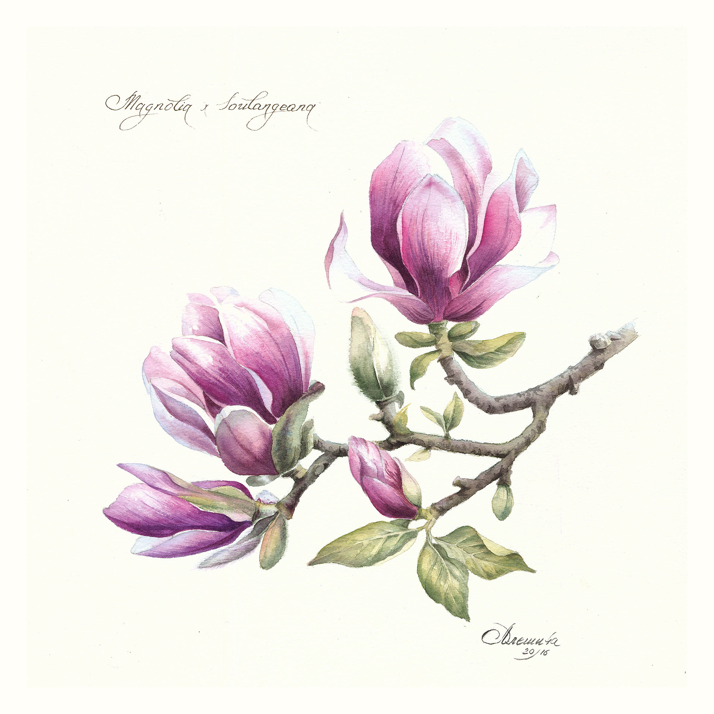 Магно́лия / лат Magnolia Магно́лия / лат Magnolia